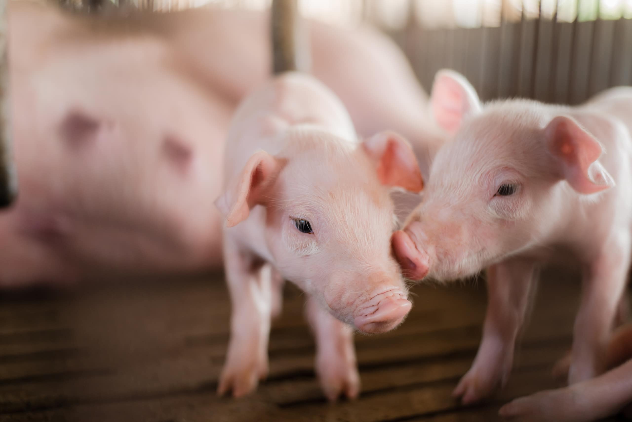 Close up of two young piglets nose-to-nose