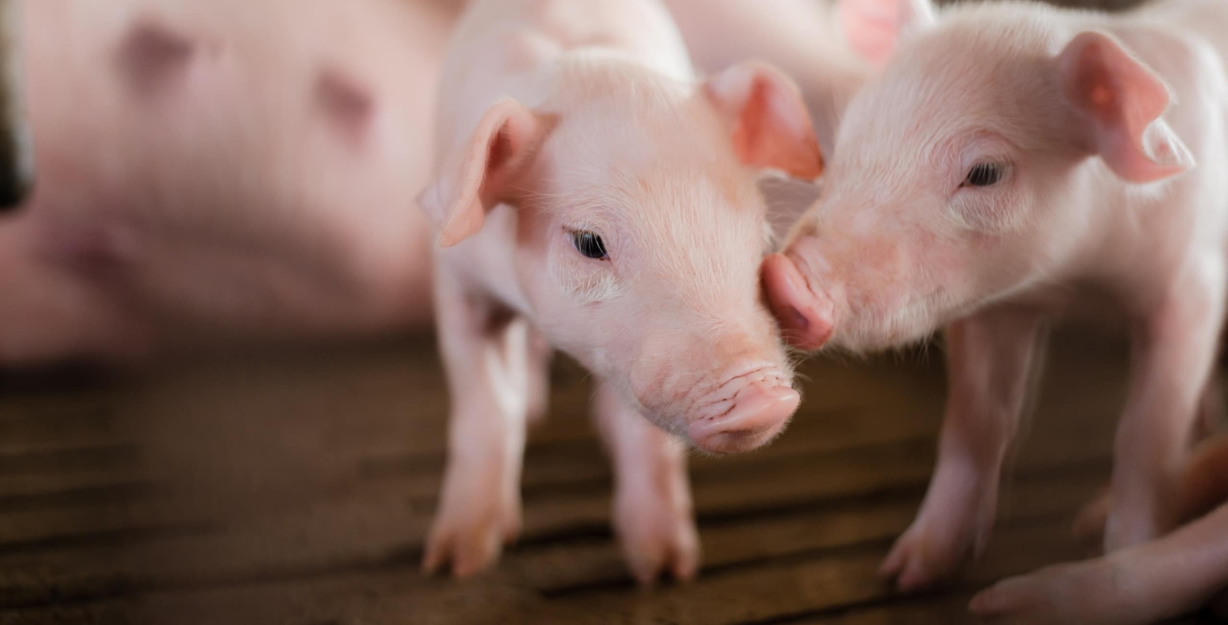 Close up of two young piglets nose-to-nose