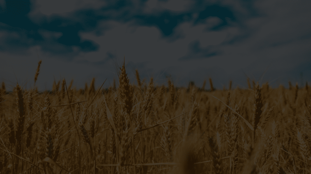 A field of wheat