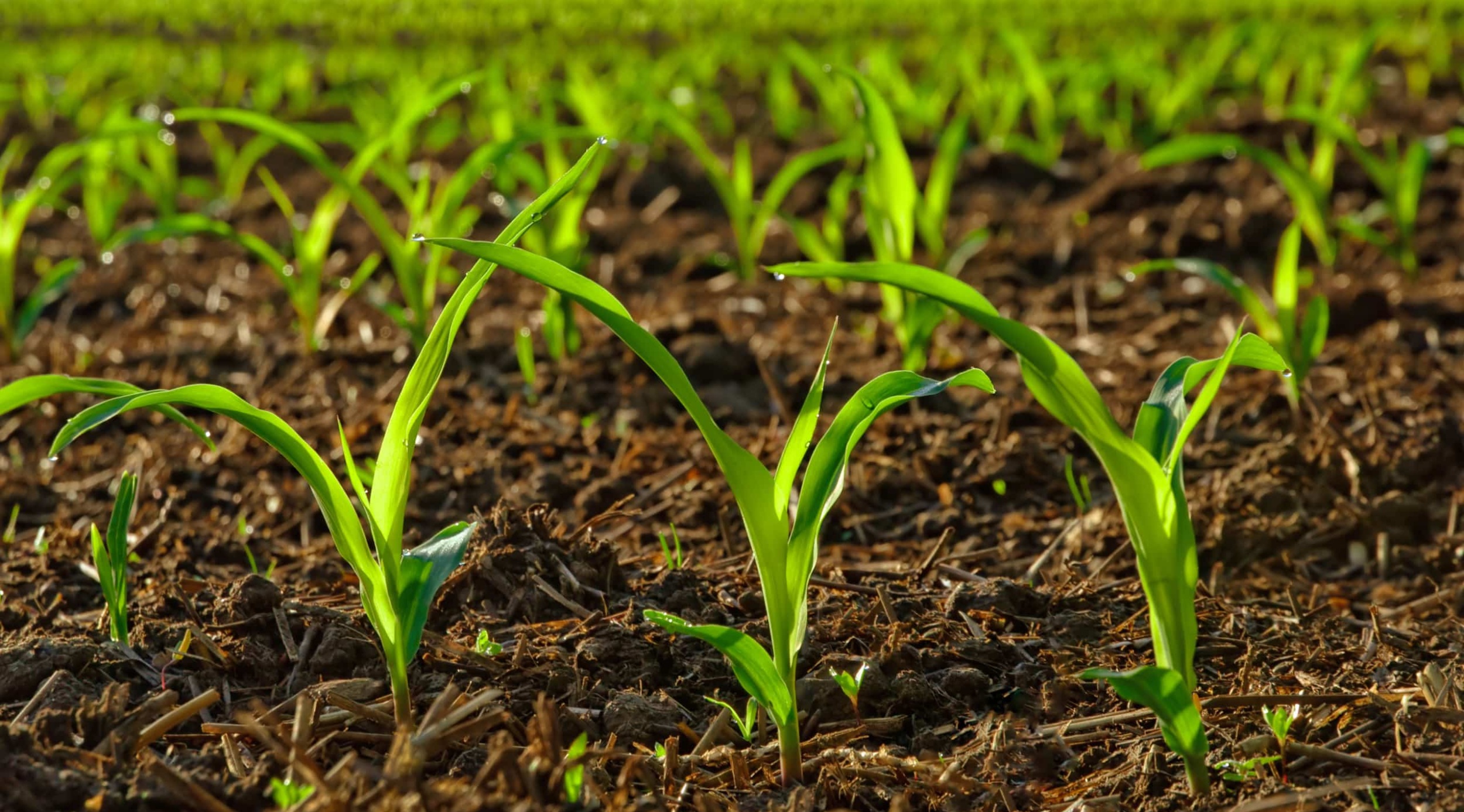 Young corn in the field