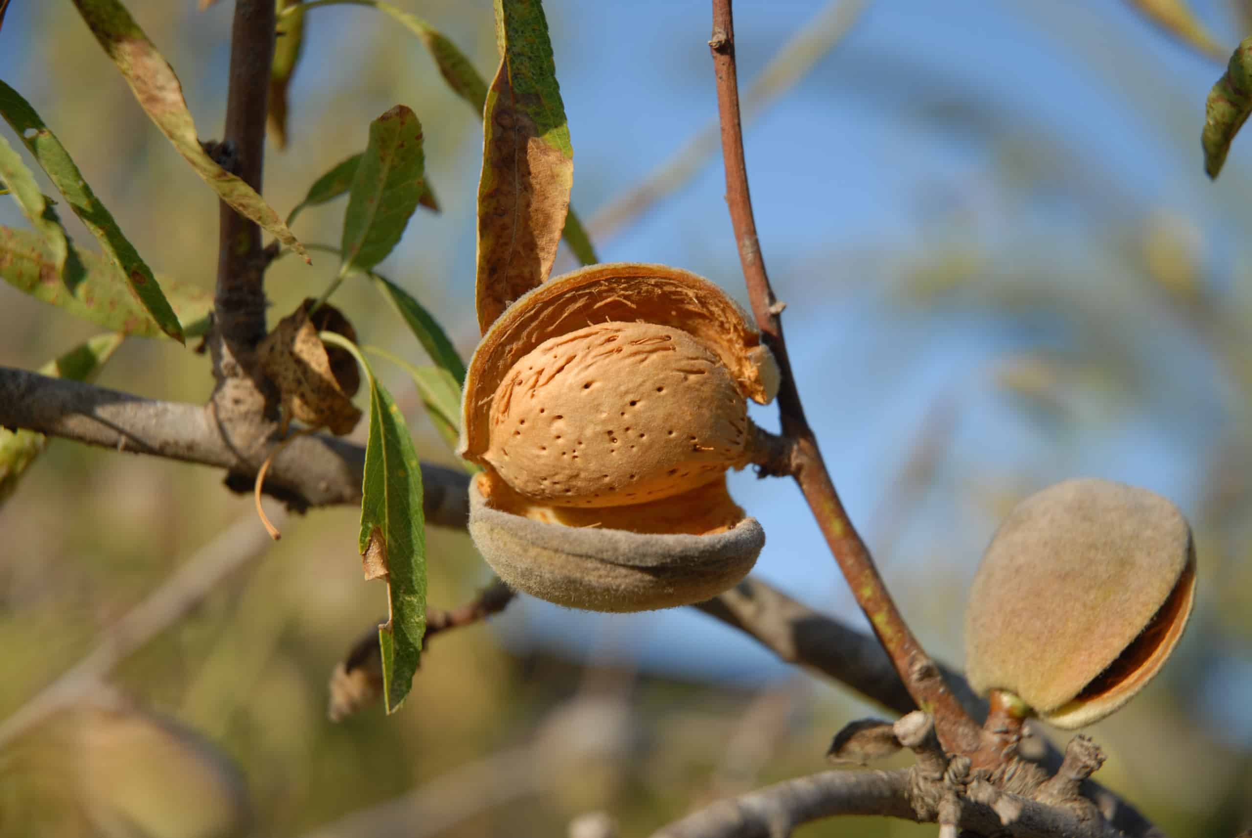 Almond nut on tree ready to harvest