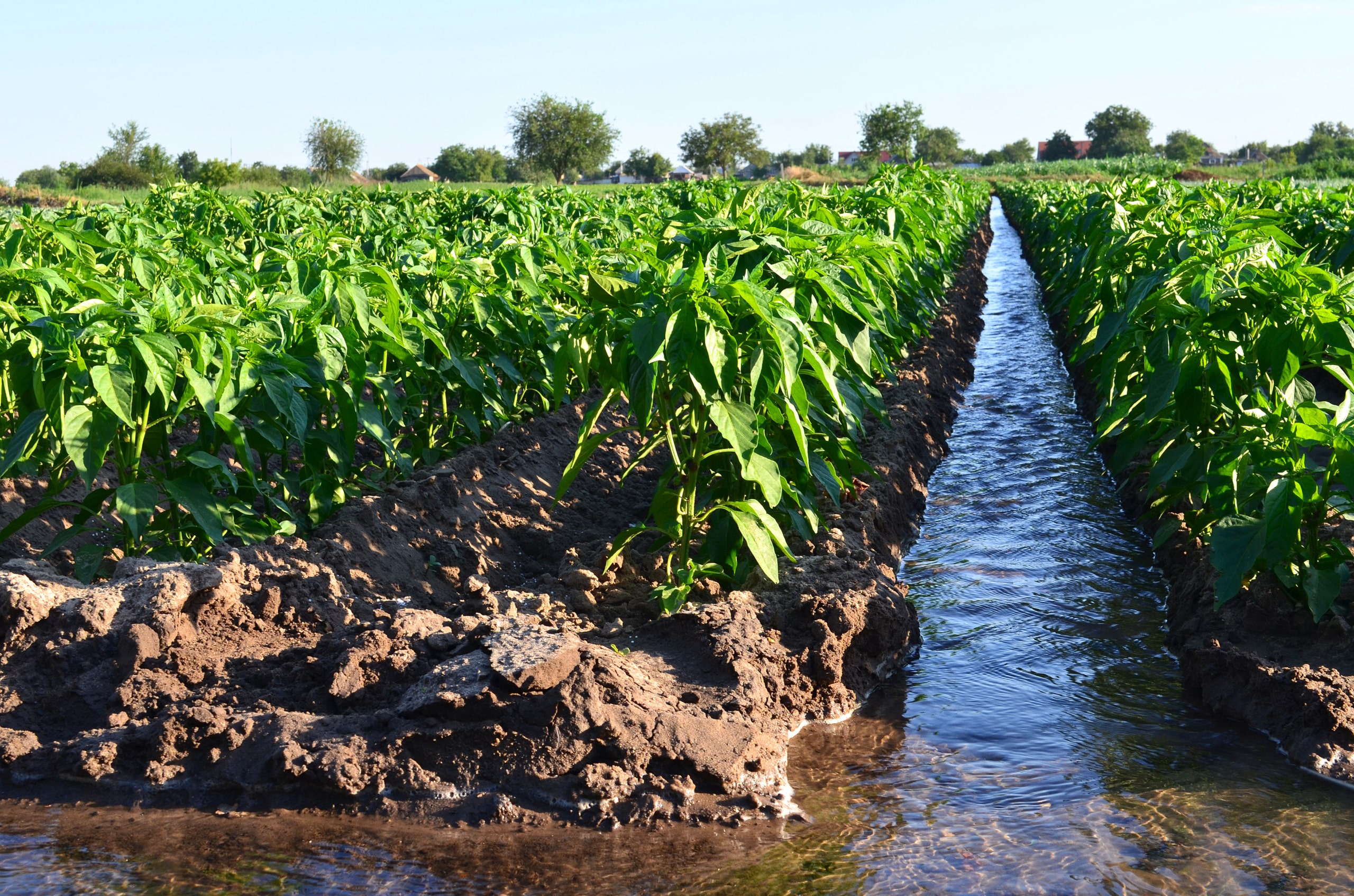 Watering of agricultural crops, countryside