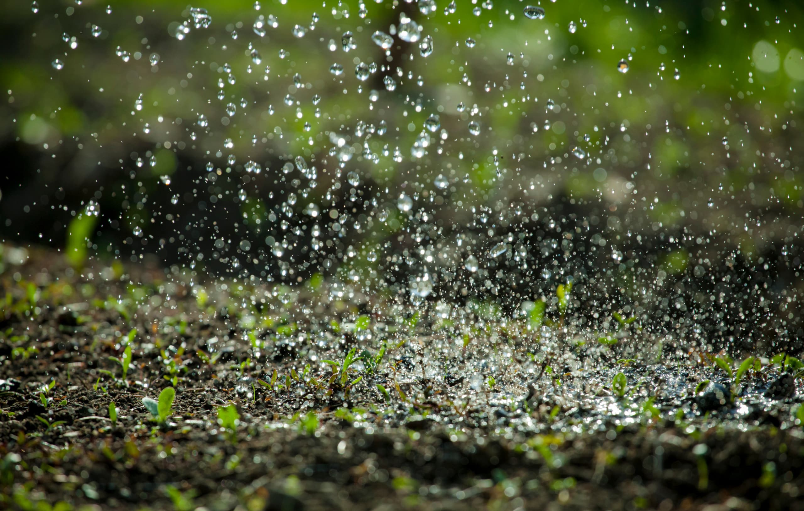 Rain water falling on seedlings