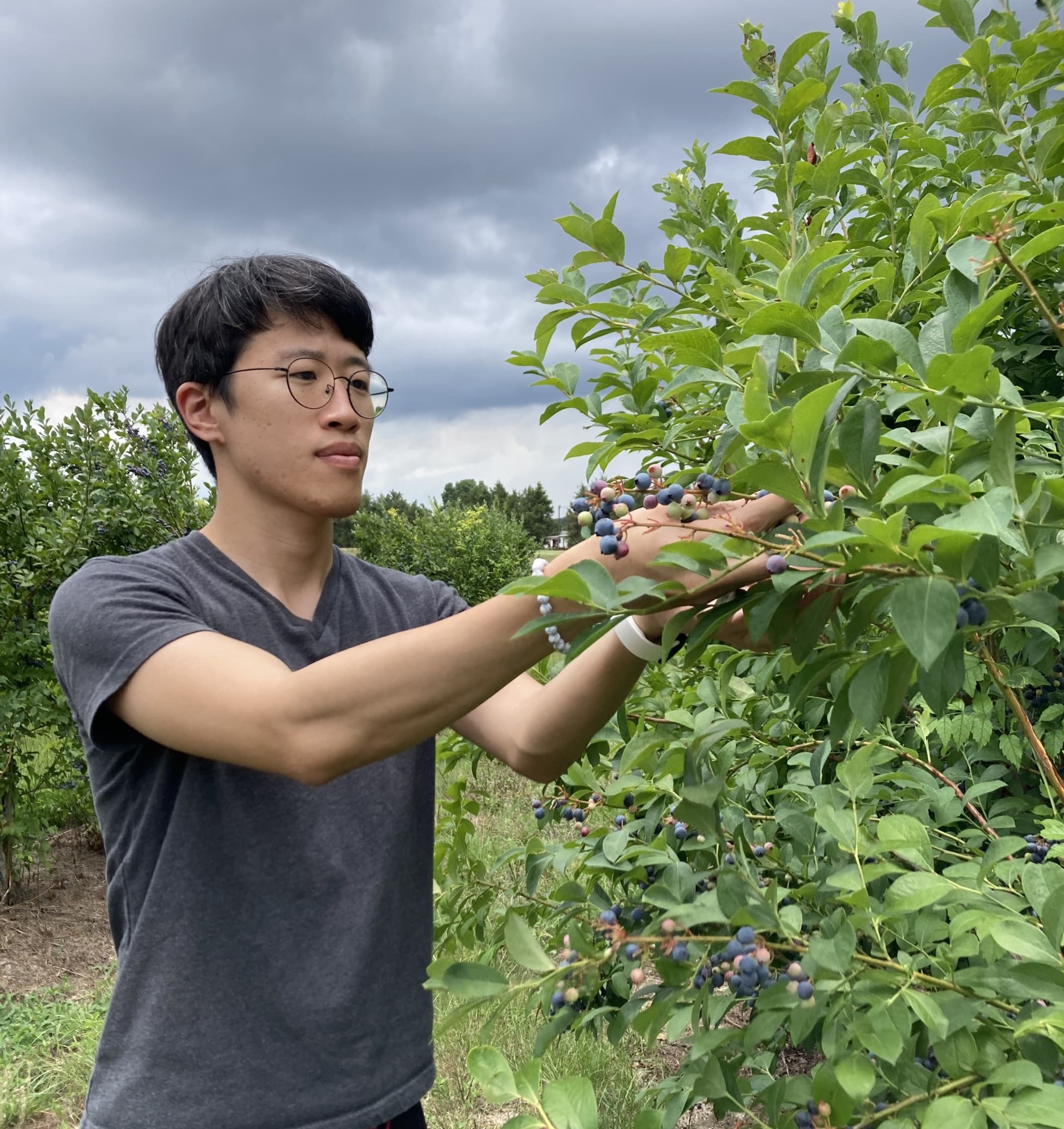 Understanding the Complexity of Blueberry Texture