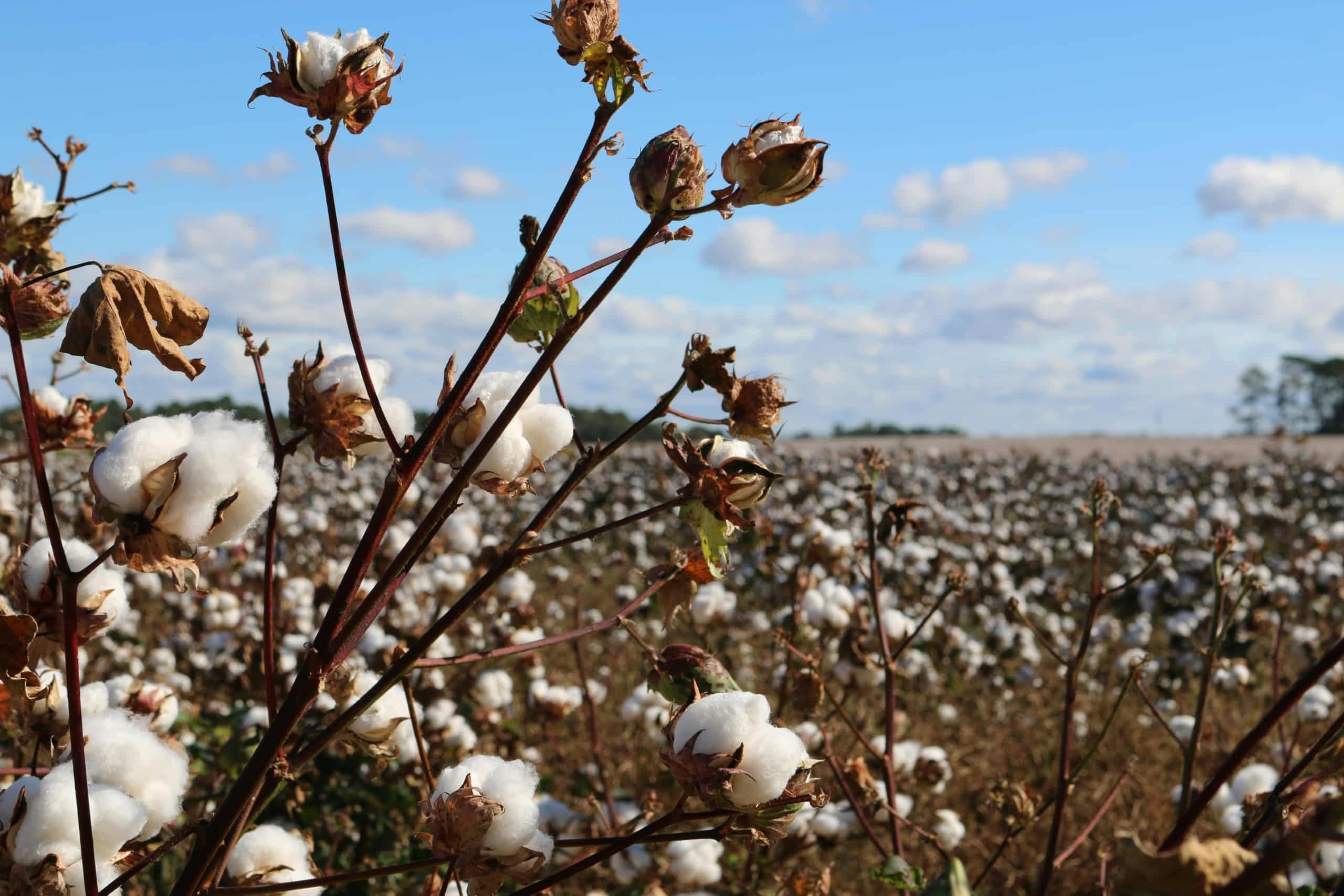 Cotton field against blue sky