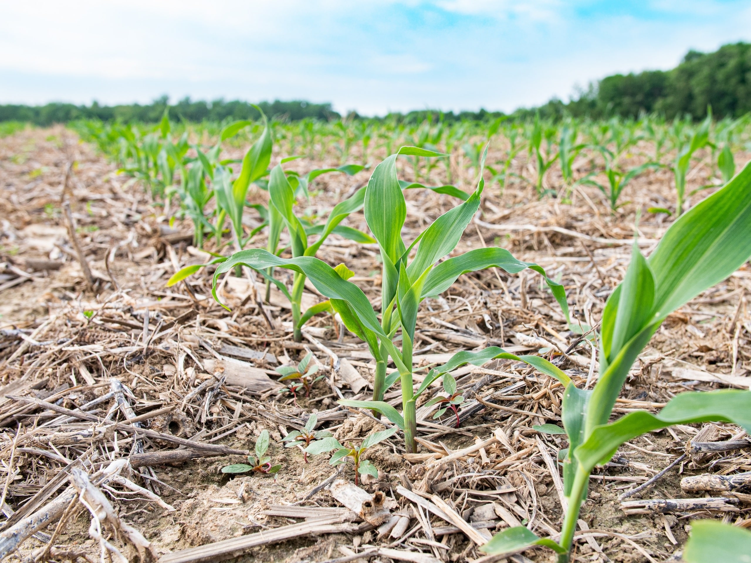 Cover crops