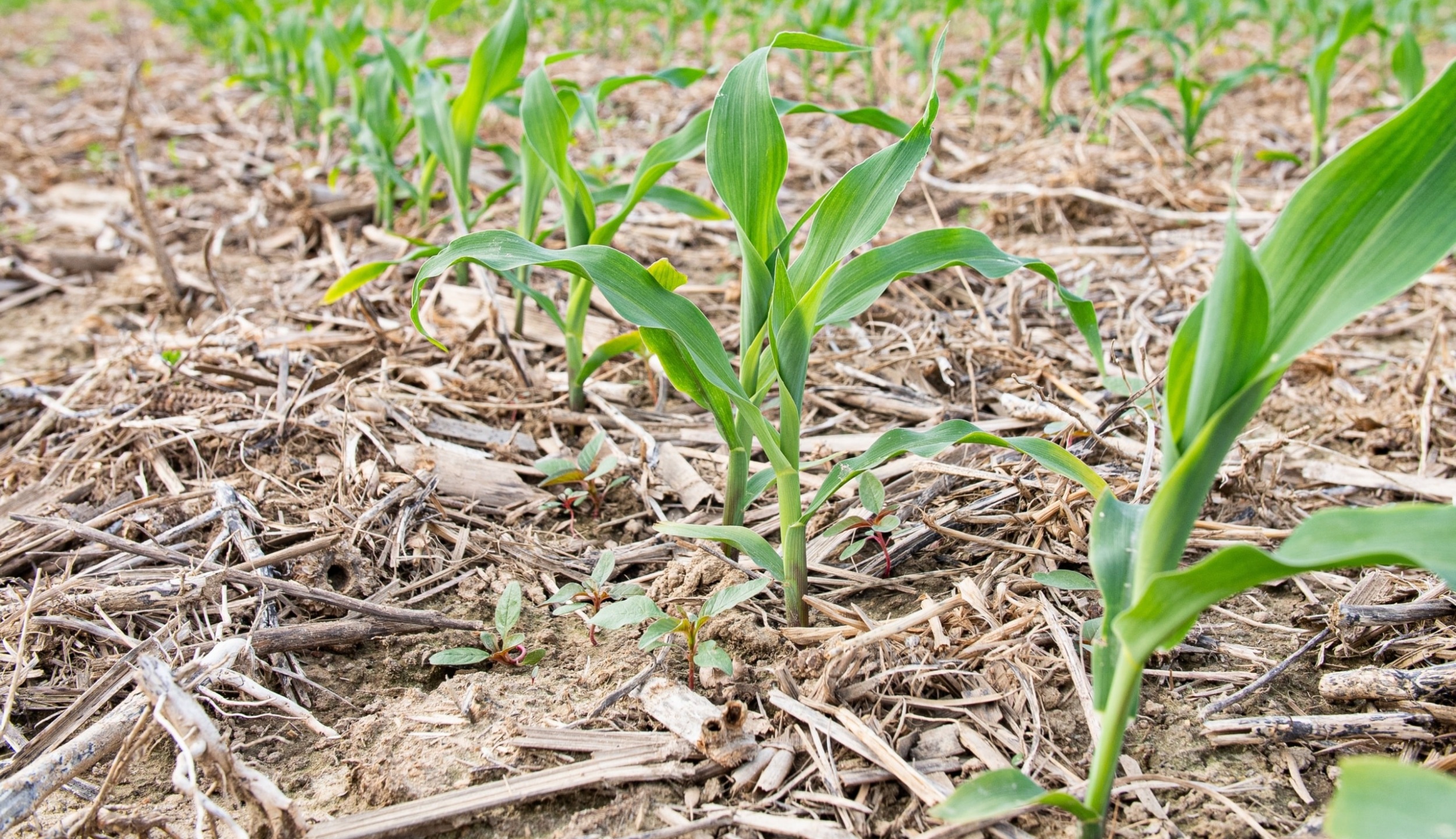 Cover crops