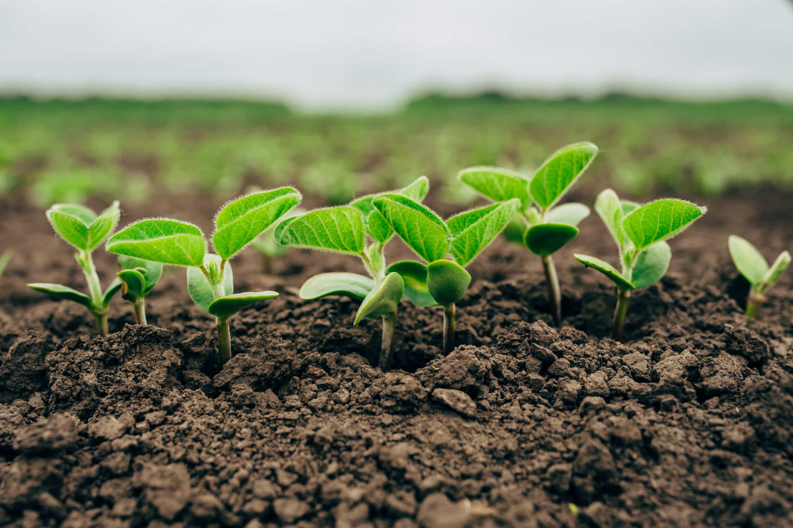 Soy seedlings emerge from soil