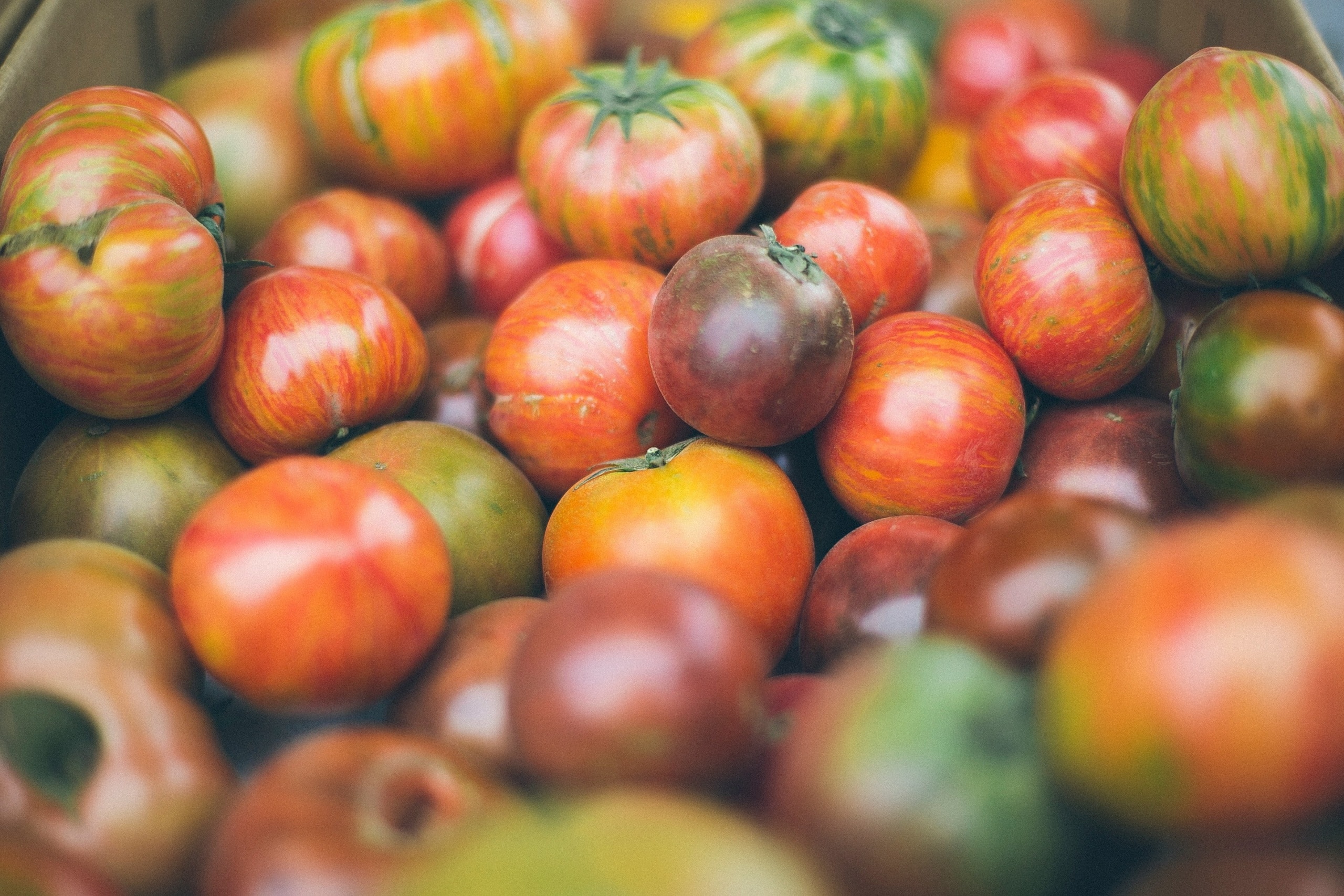 Tomatoes of various colors in a pile