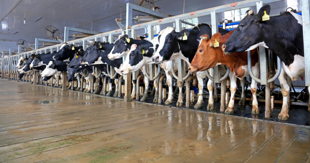 Dairy Cows in Milking Parlor