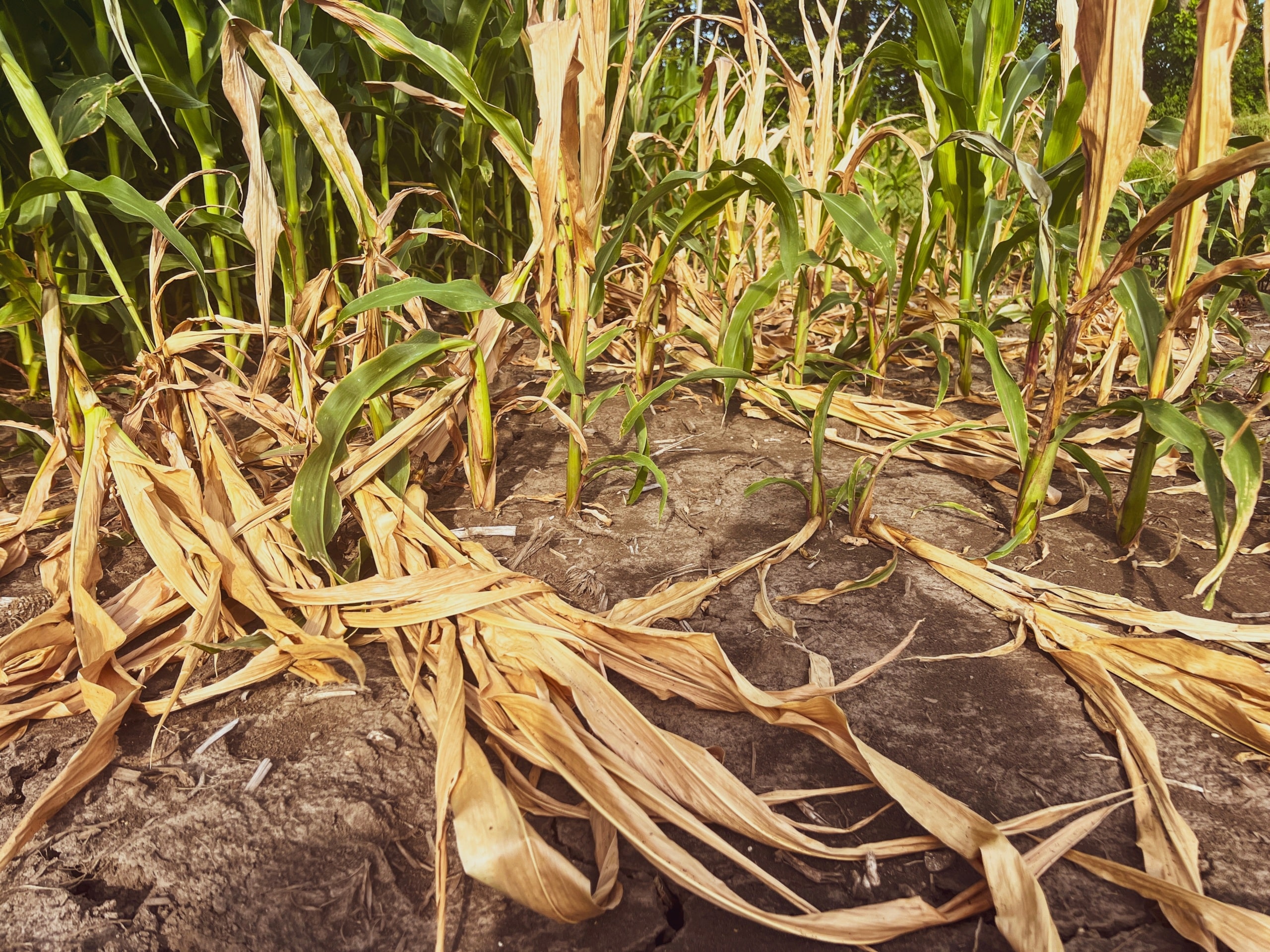 Drought-afflicted corn