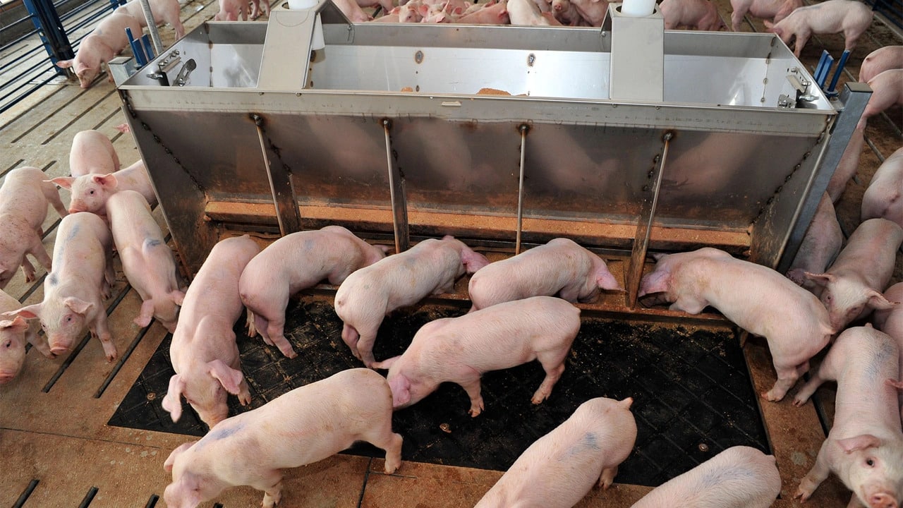 Looking down from above on about 20 young hogs eating at metal feeder