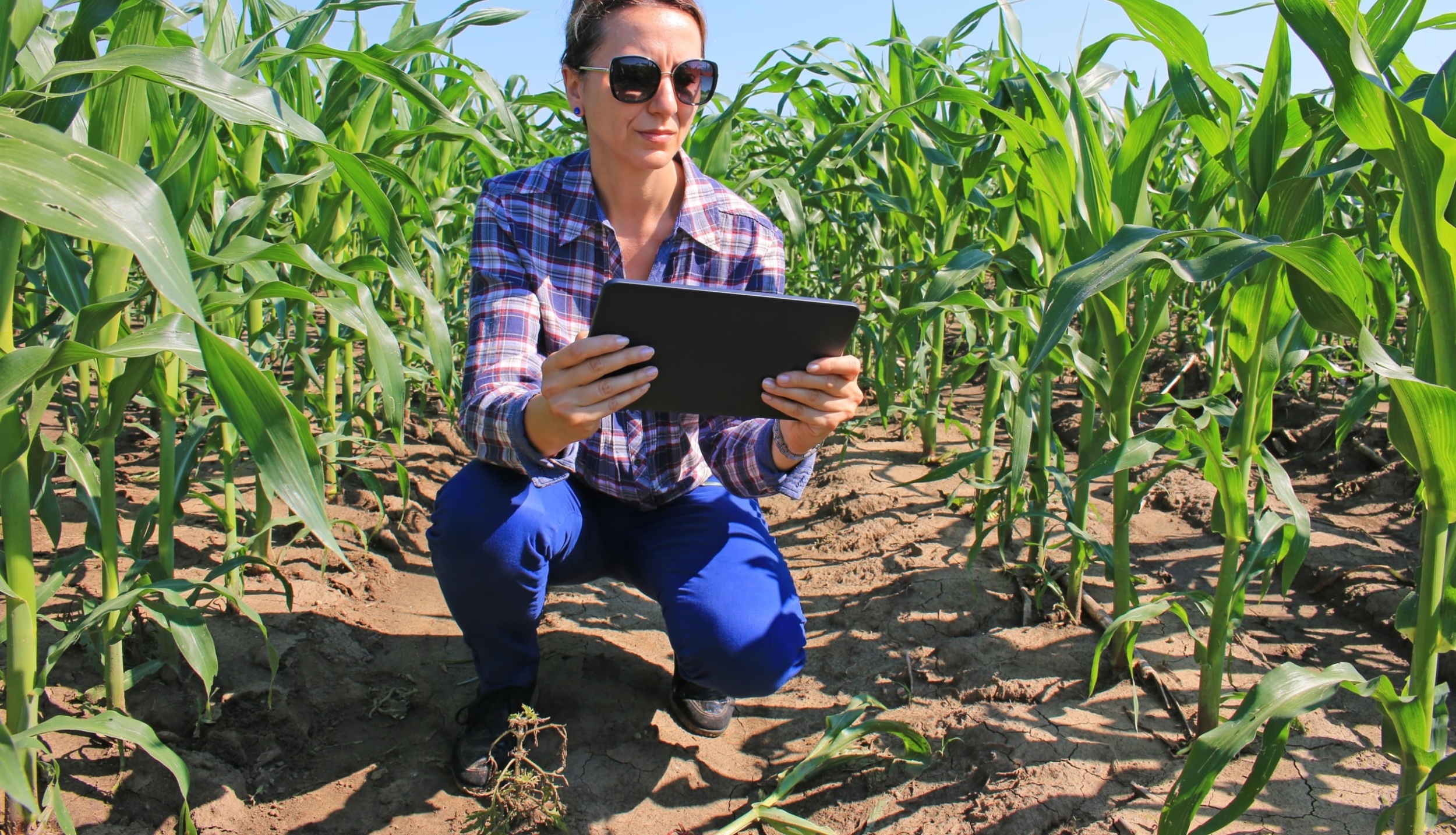 Woman kneeling in corn field