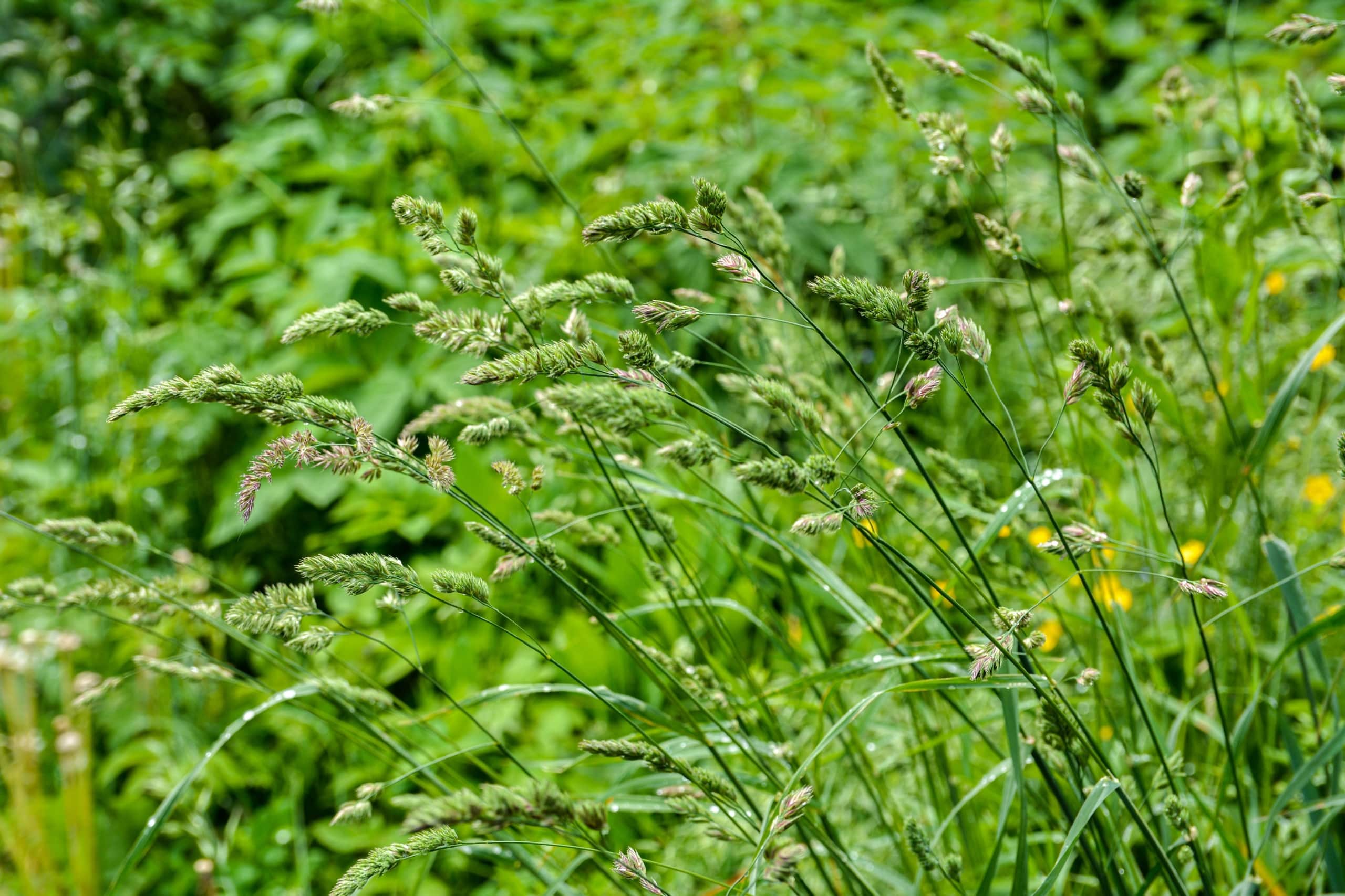 Flowering raceme dactylis glomerata a valuable forage crop for livestock