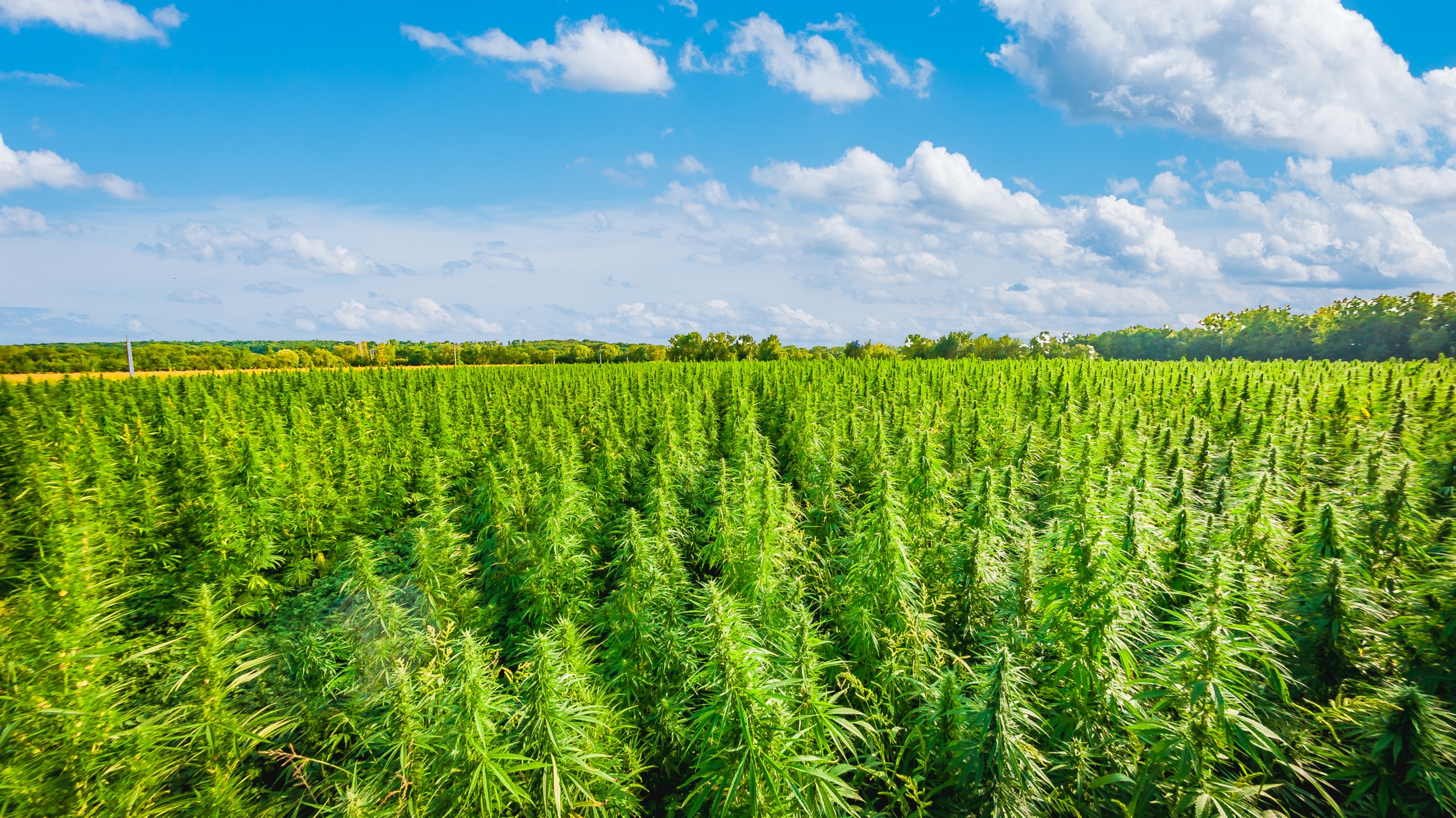 Field of hemp used for textiles