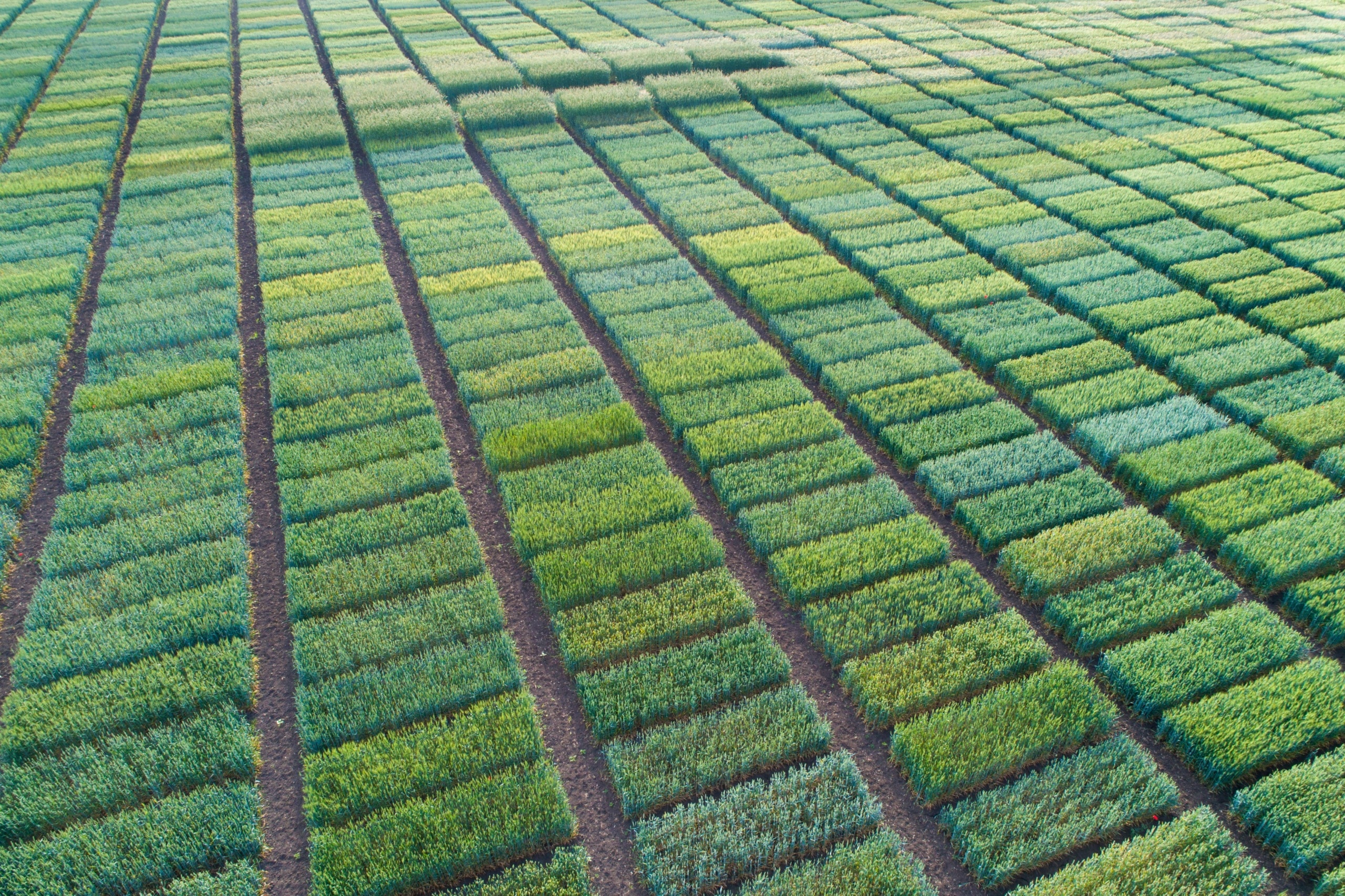 Ariel view of agricultural test plots with different sorts of cereal crops, hybrids, shoot from drone