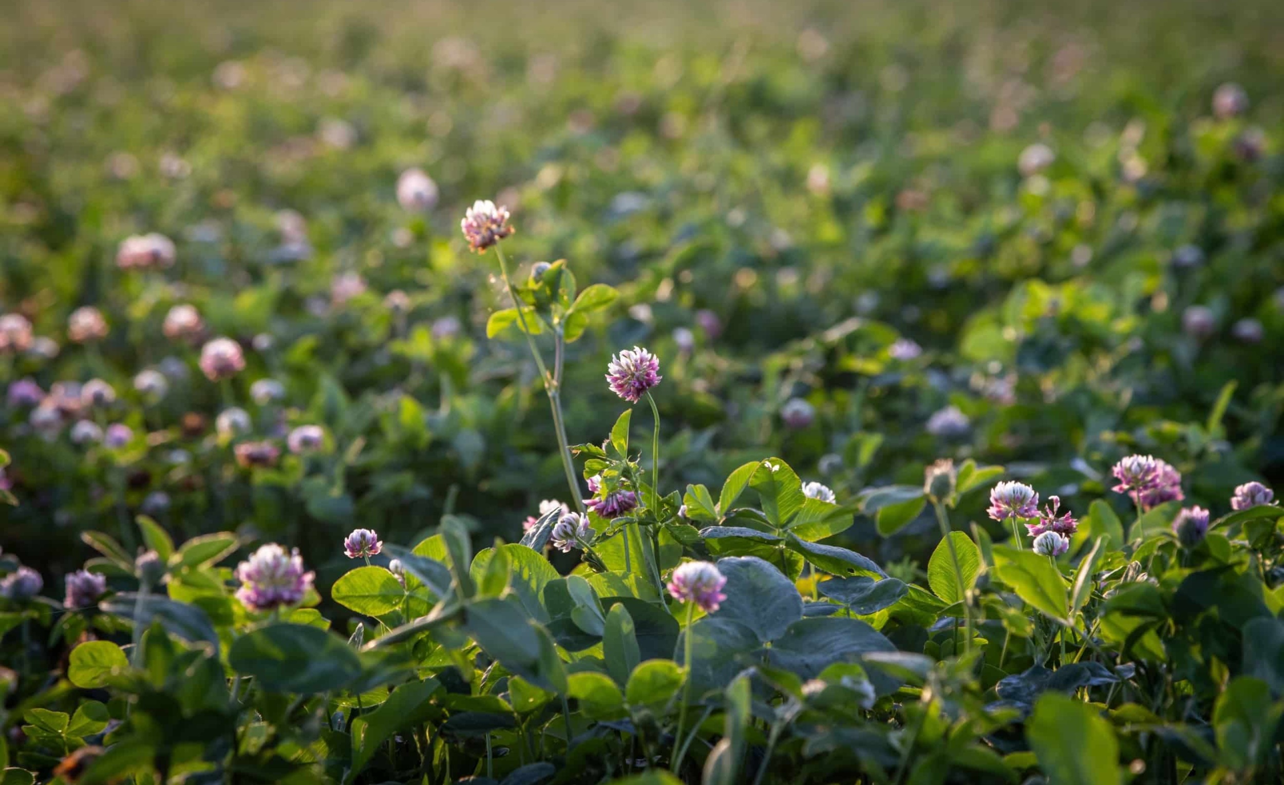 Close up of a field of clover with small purple and white flowers