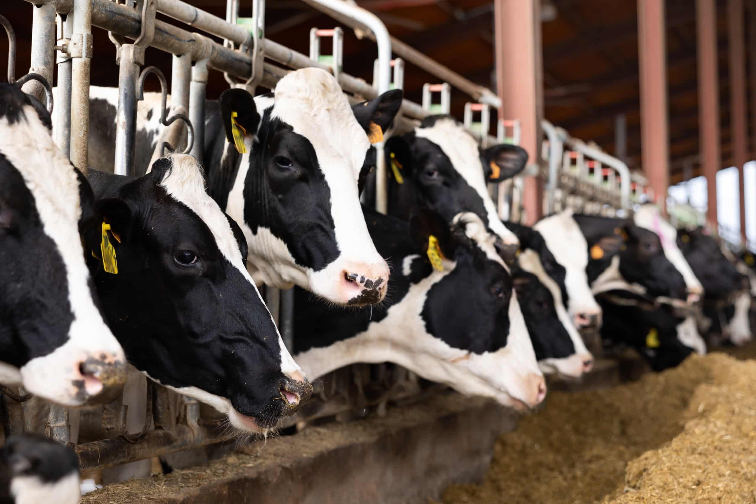 black and white cows eating sileage side by side under an open-sided cowshed