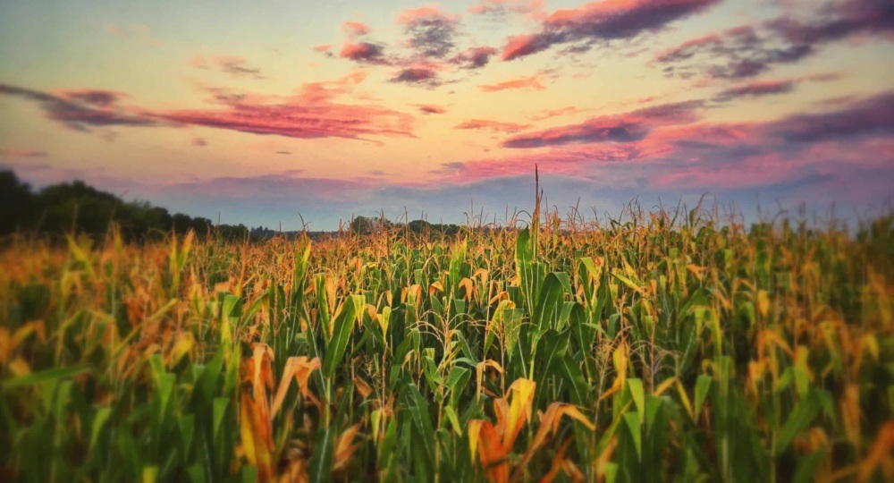 A farm landscape at dawn with corn stalks