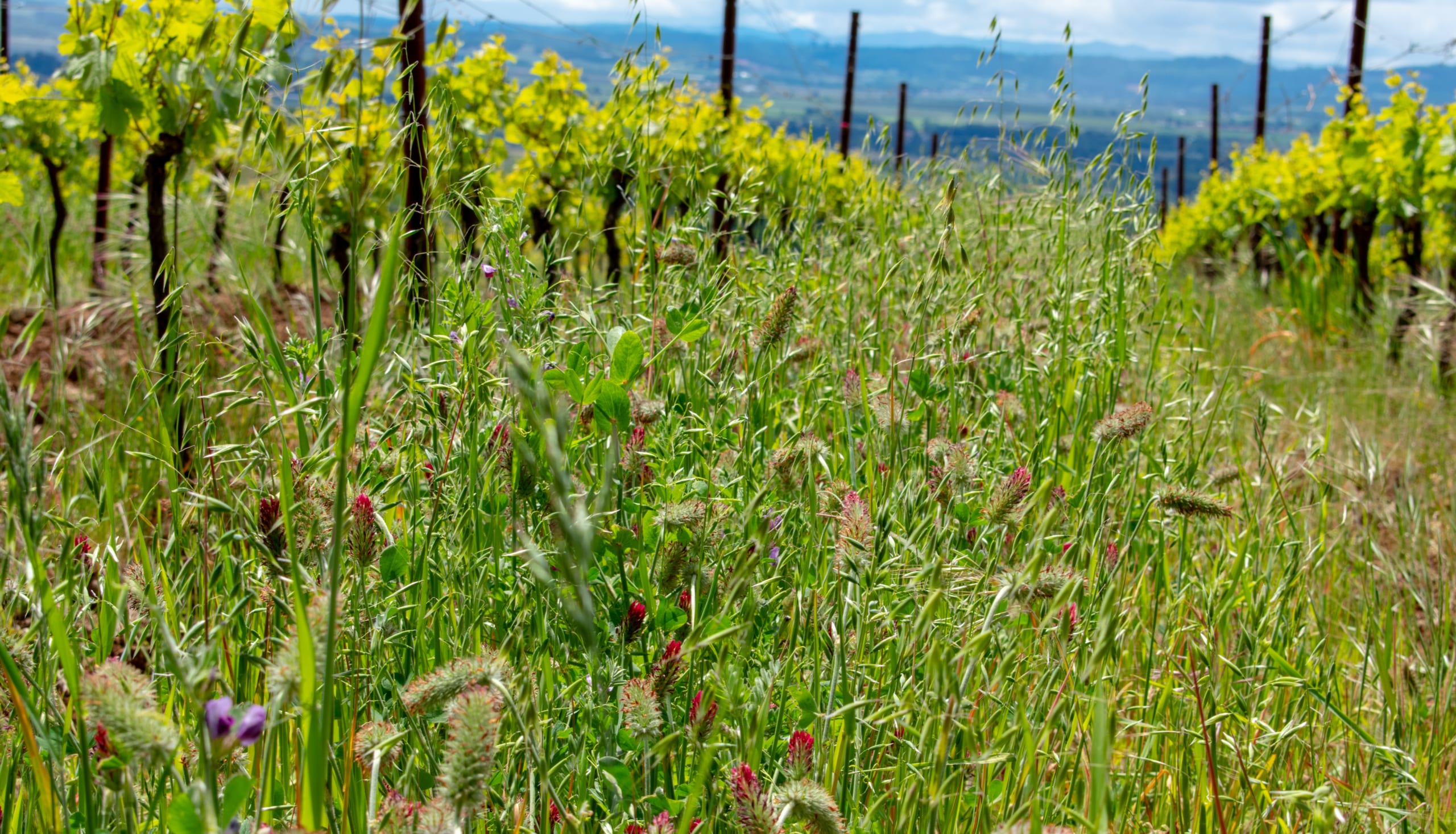 A cover crop of oats, clover and vetch