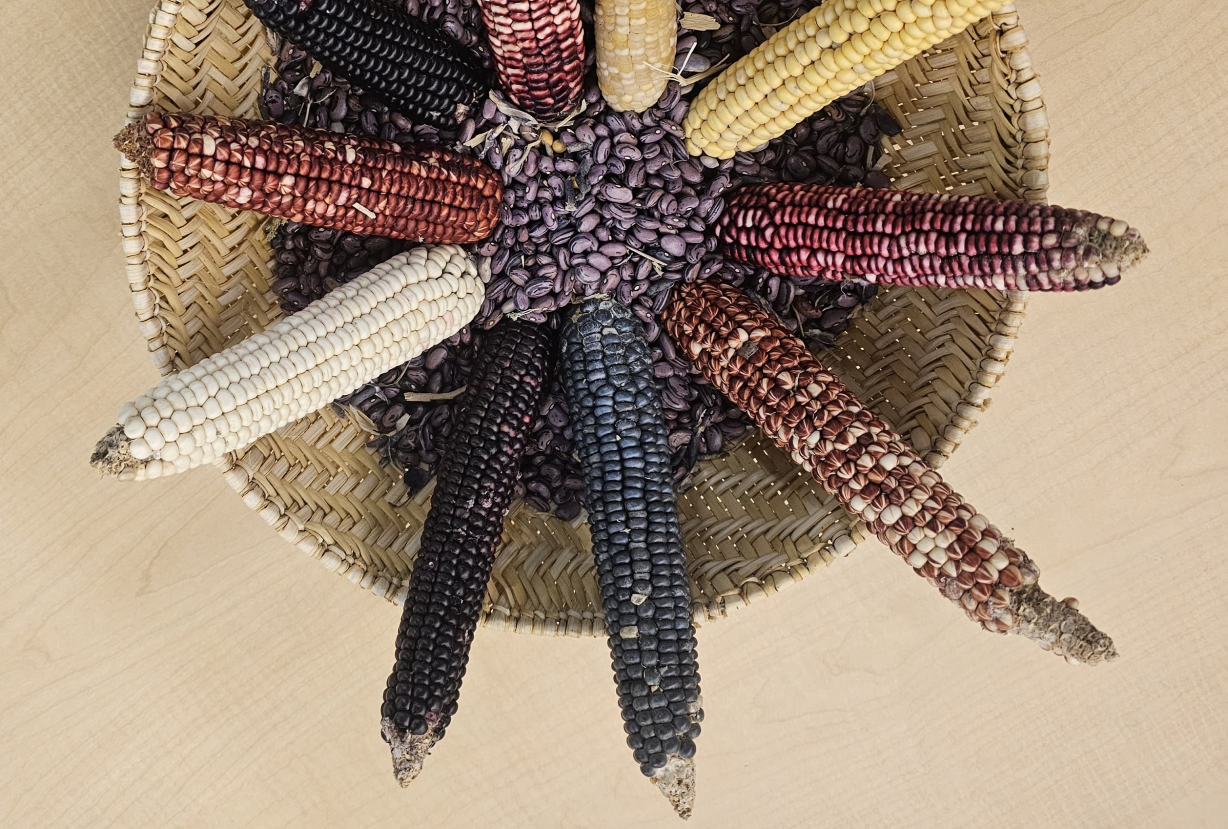 10 ears of corn in multiple colors decoratively arranged on top of dried beans in woven bowl