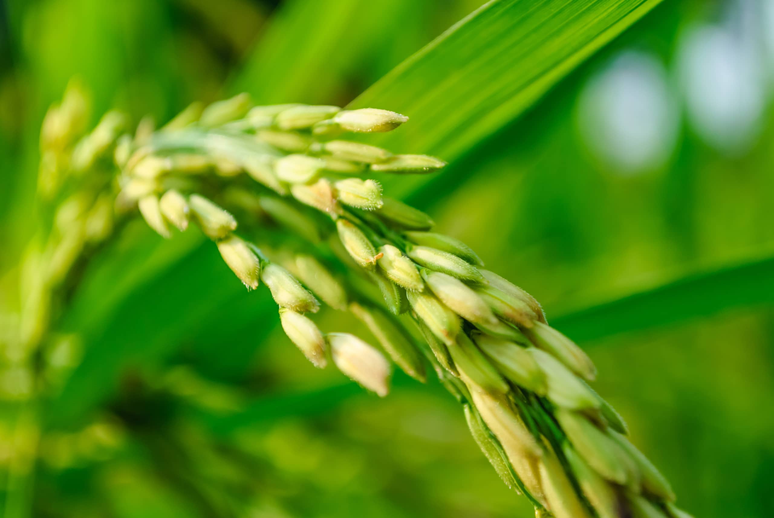 Close up of field