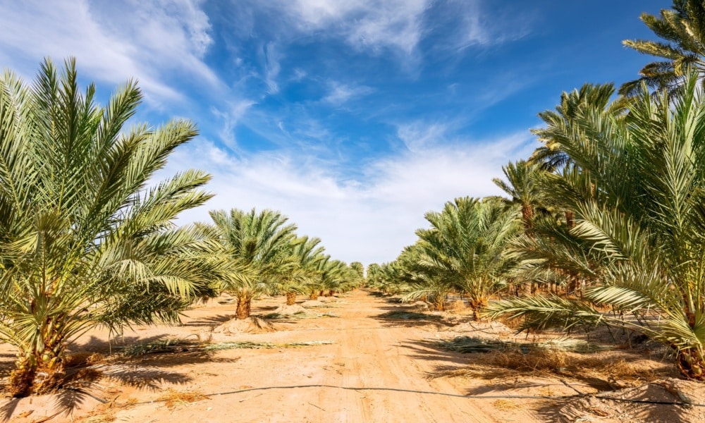 Plantation of young date palms