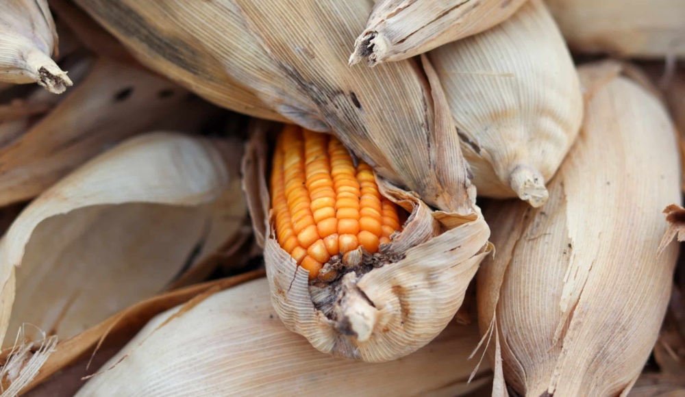 Maize in husk spoiled by fungus