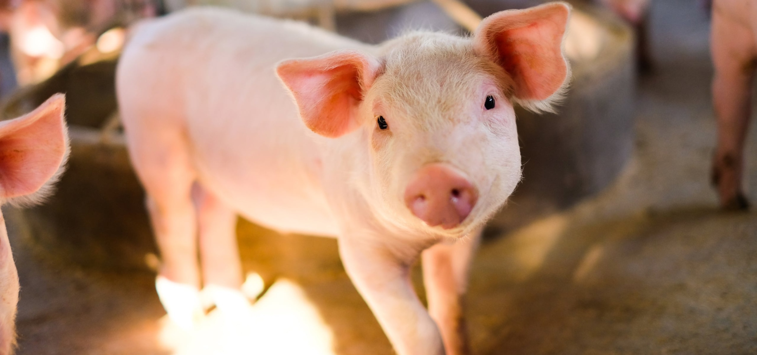 close up of white piglet