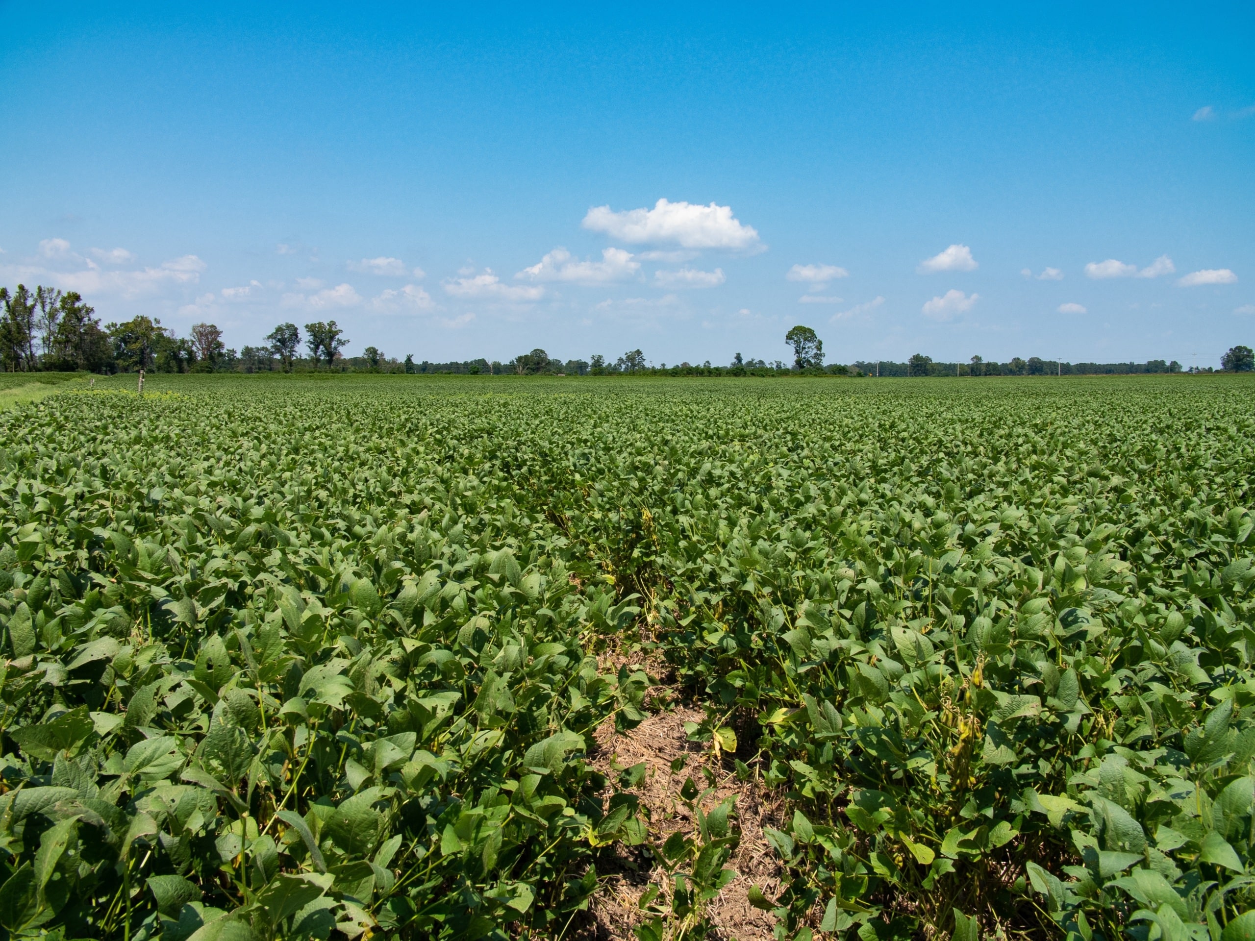 Soybeans growing in cereal rye cover crop.