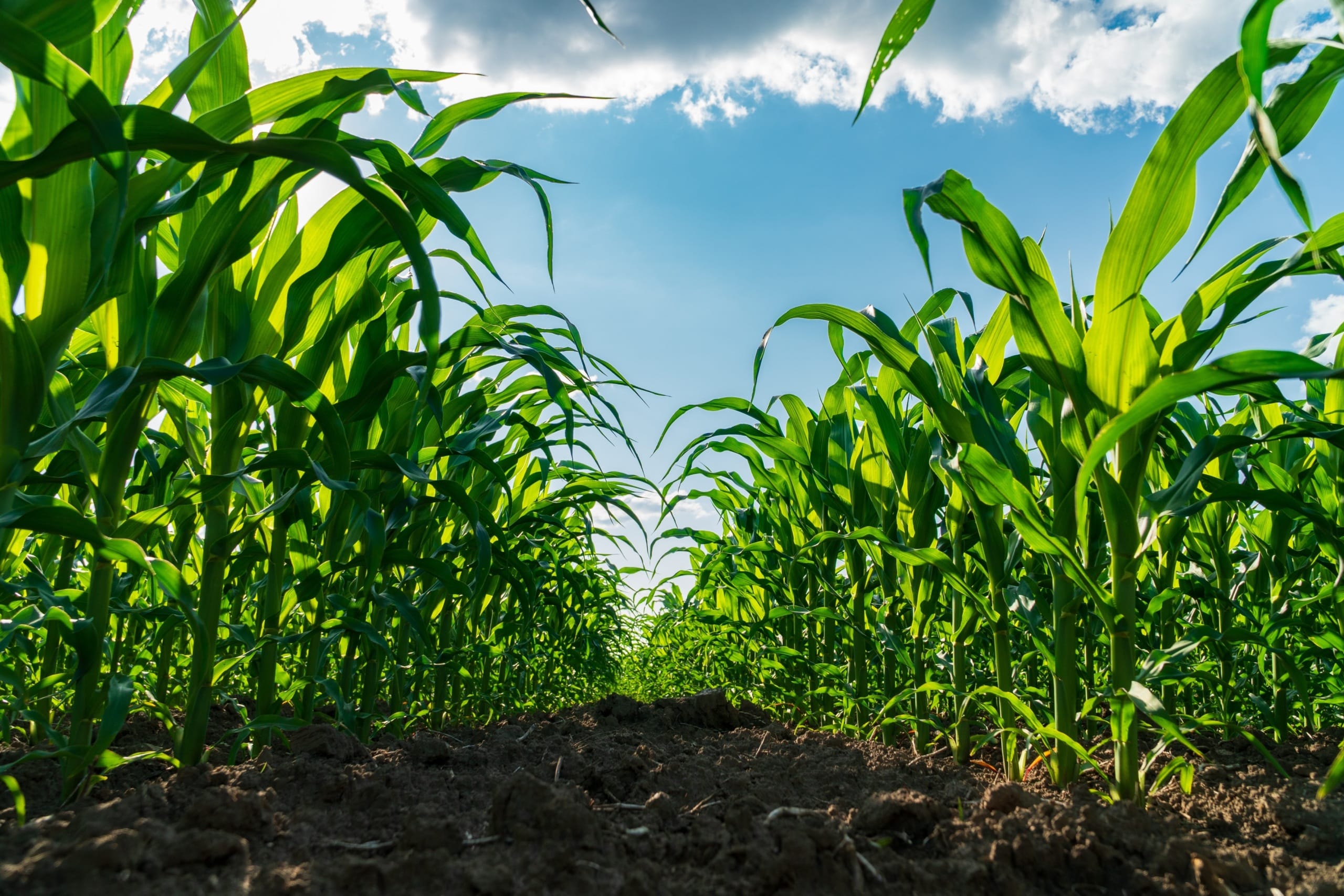 Tall corn stalks