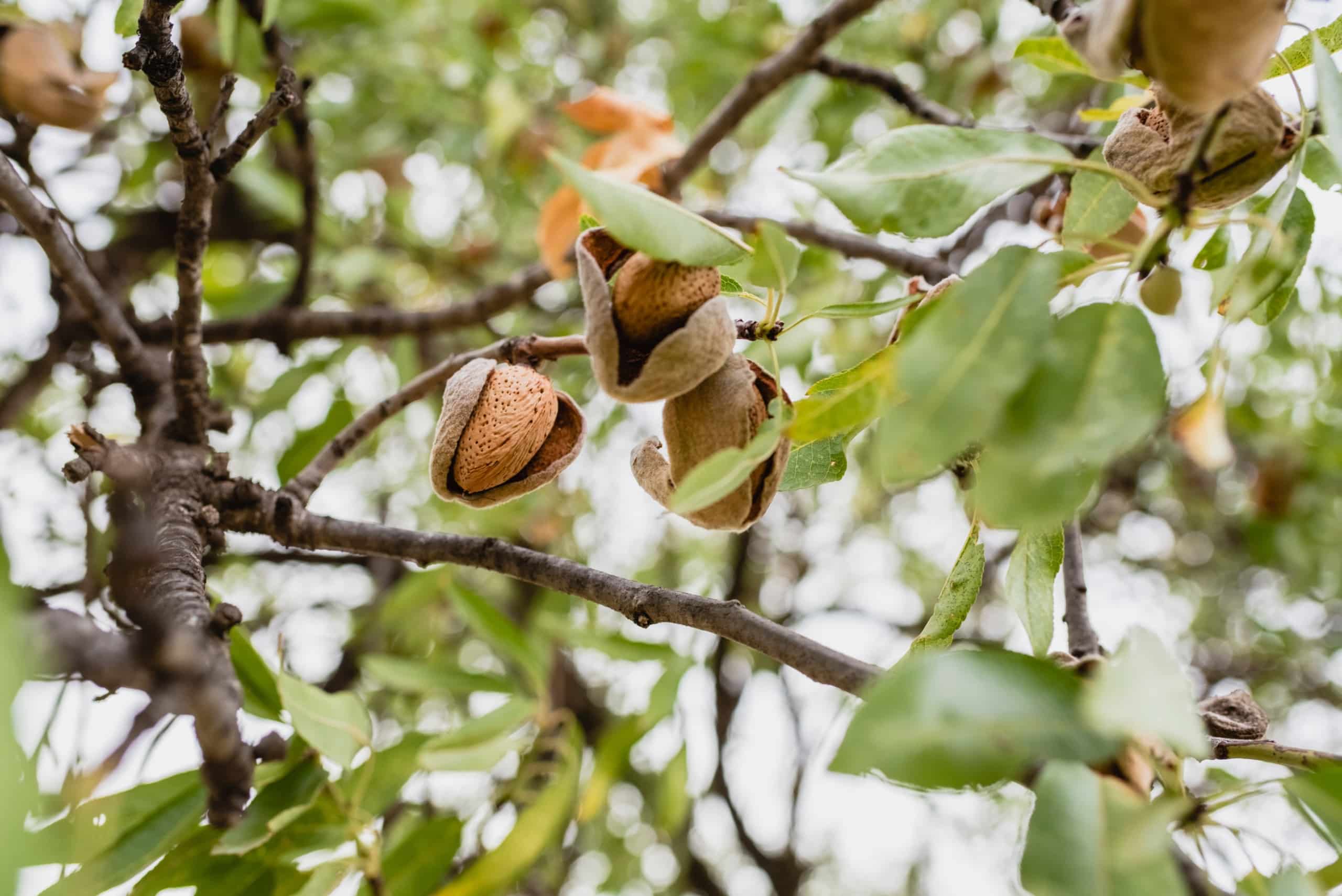 almonds on a tree