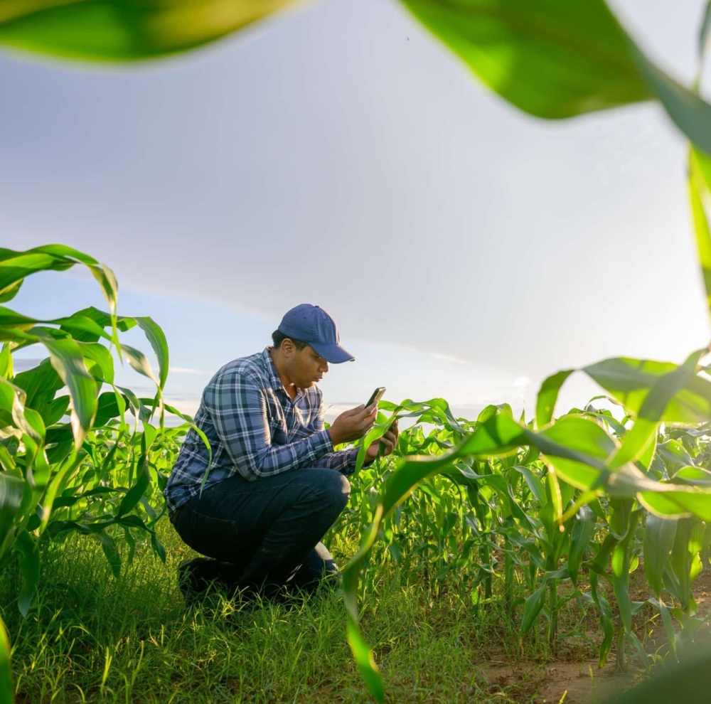 Farmer examining plant leaves