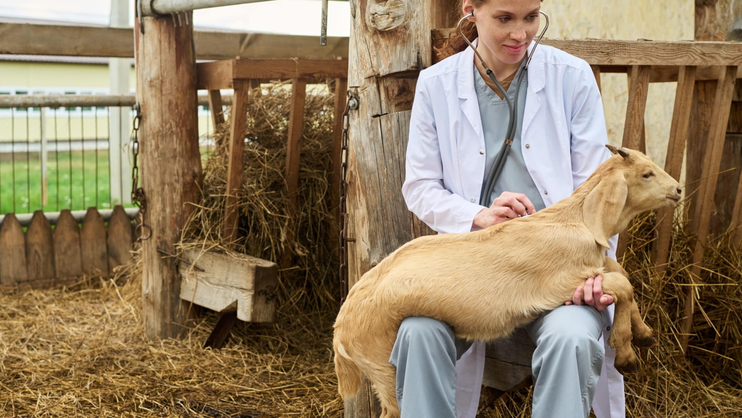 Young woman vet examining goat