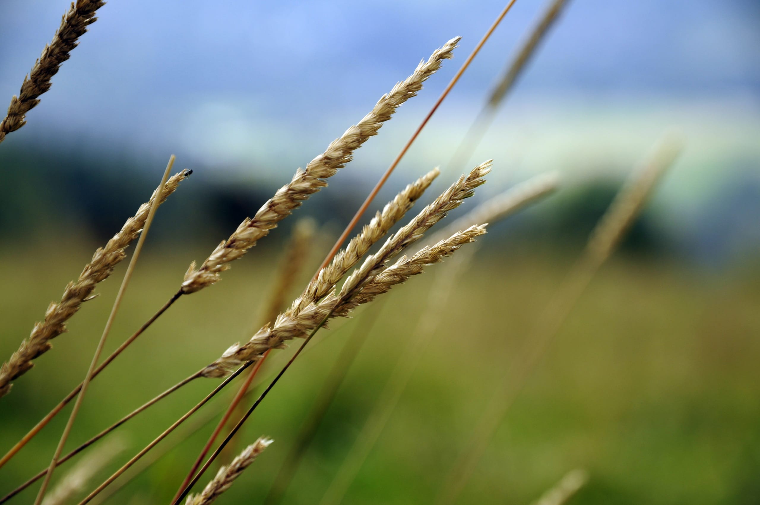 Crops-Wheat close up