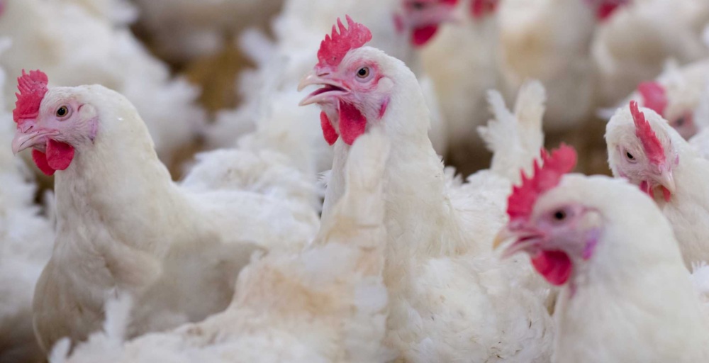 Close up of white broiler chickens with red combs and wattles