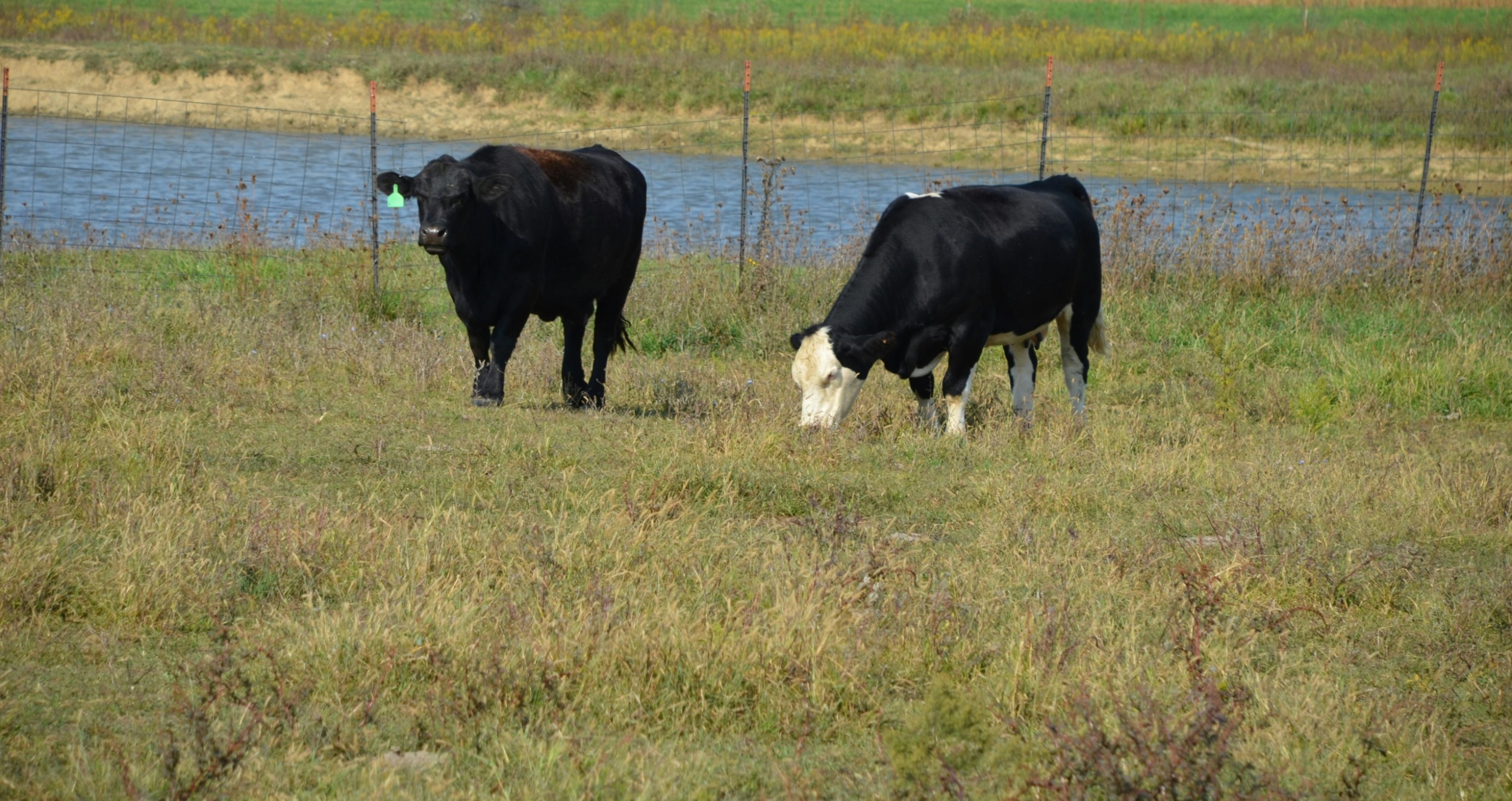 Two cows grazing with a river immediately behind them and a planted field beyond that