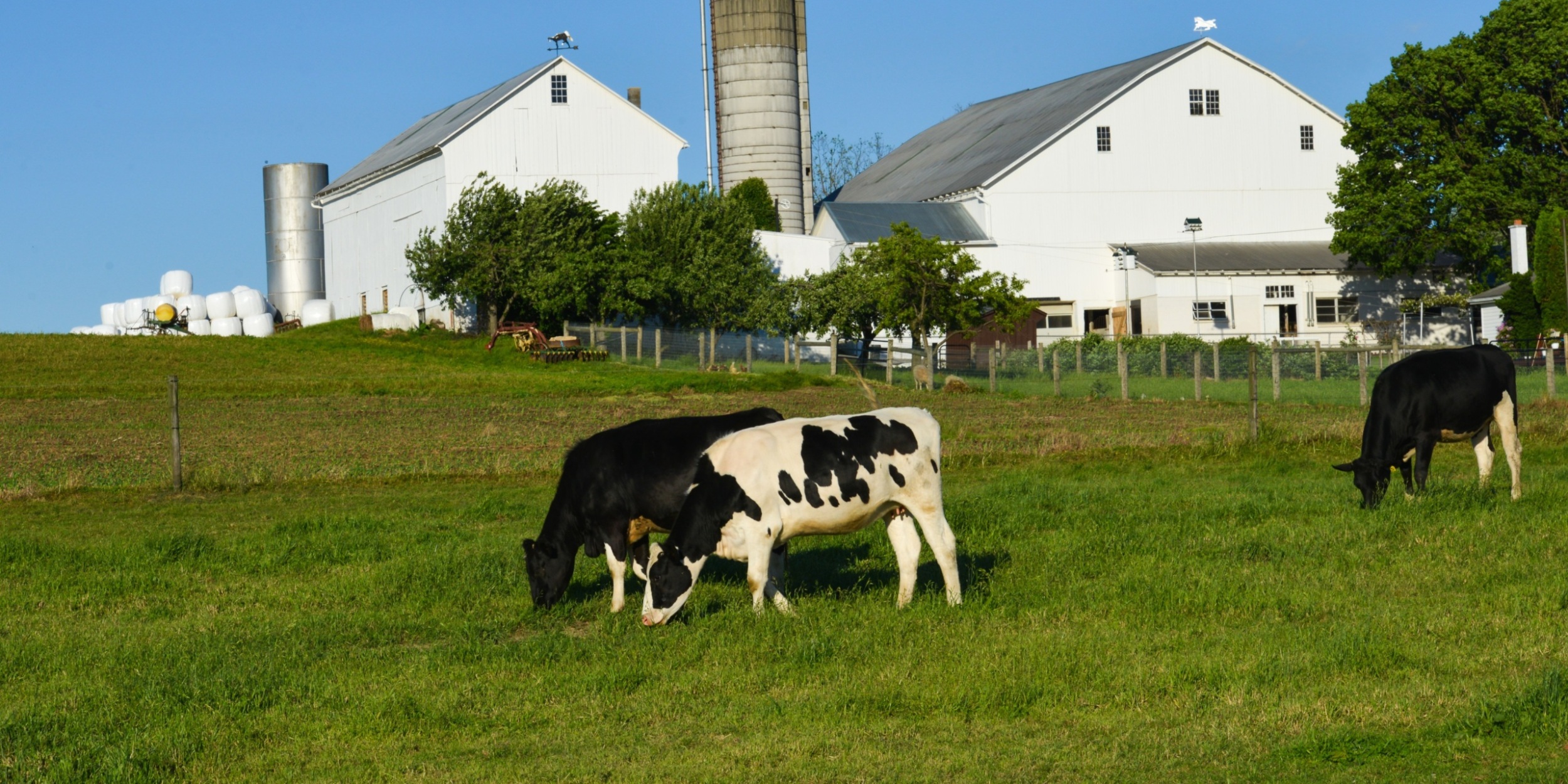 Three black-and-white dairy cows grazing in front of farm buildings