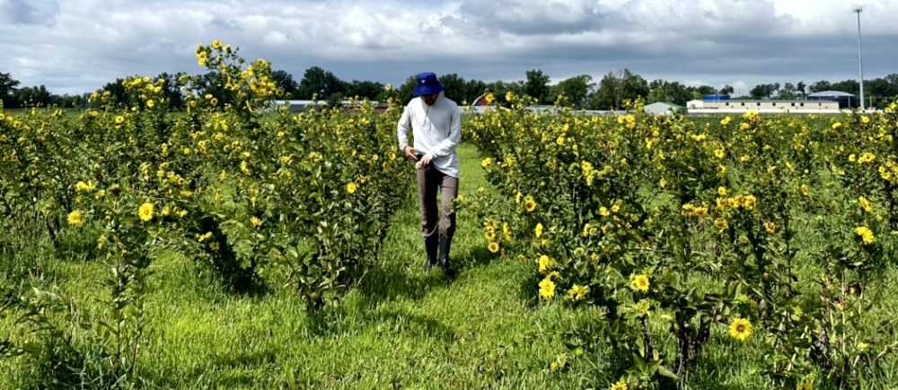 Field of emerging perennial oilseed Silphium integrifolium. Danforth Center Research Technician Jack Braley monitors flowering time. Courtesy of Allison Miller.