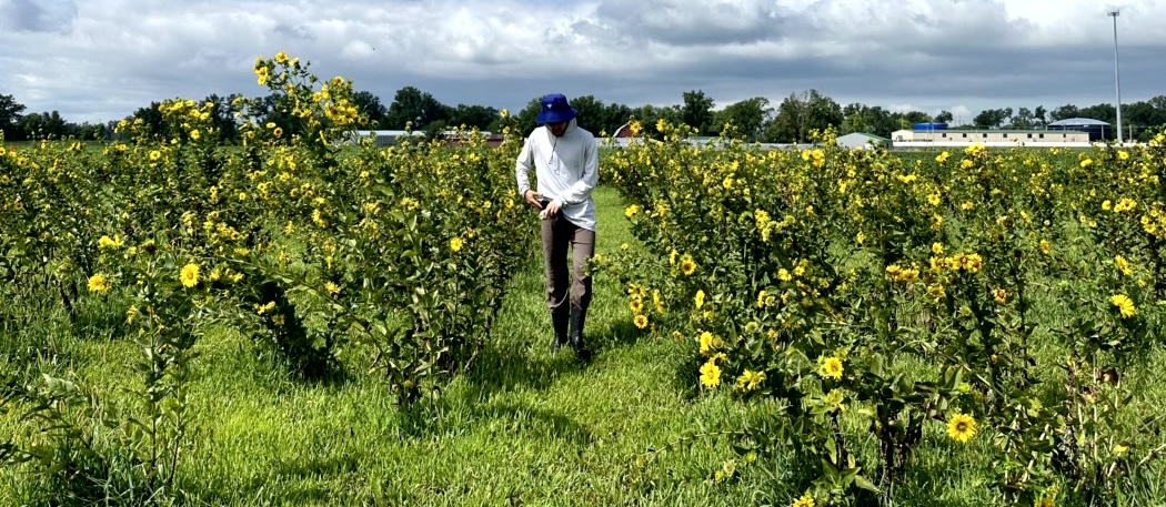 Field of emerging perennial oilseed Silphium integrifolium. Danforth Center Research Technician Jack Braley monitors flowering time. Courtesy of Allison Miller.