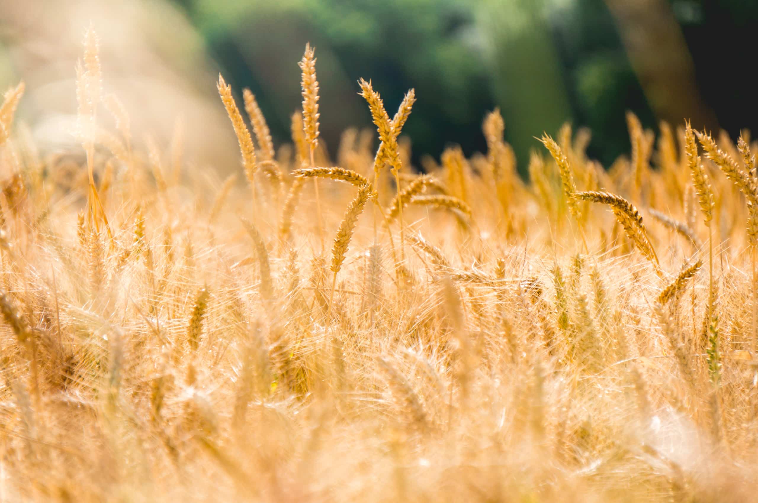 Crop Lands-Wheat with Sky