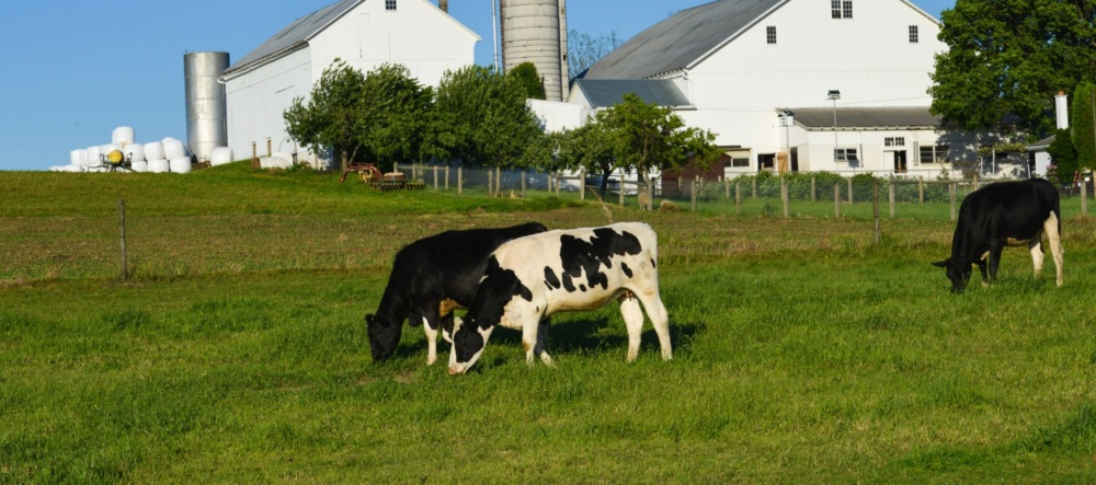 dairy cattle