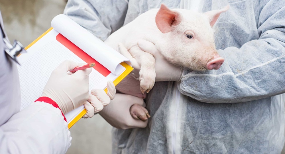 Person in white lab gown holding a piglet across from a person taking notes on a clipboard