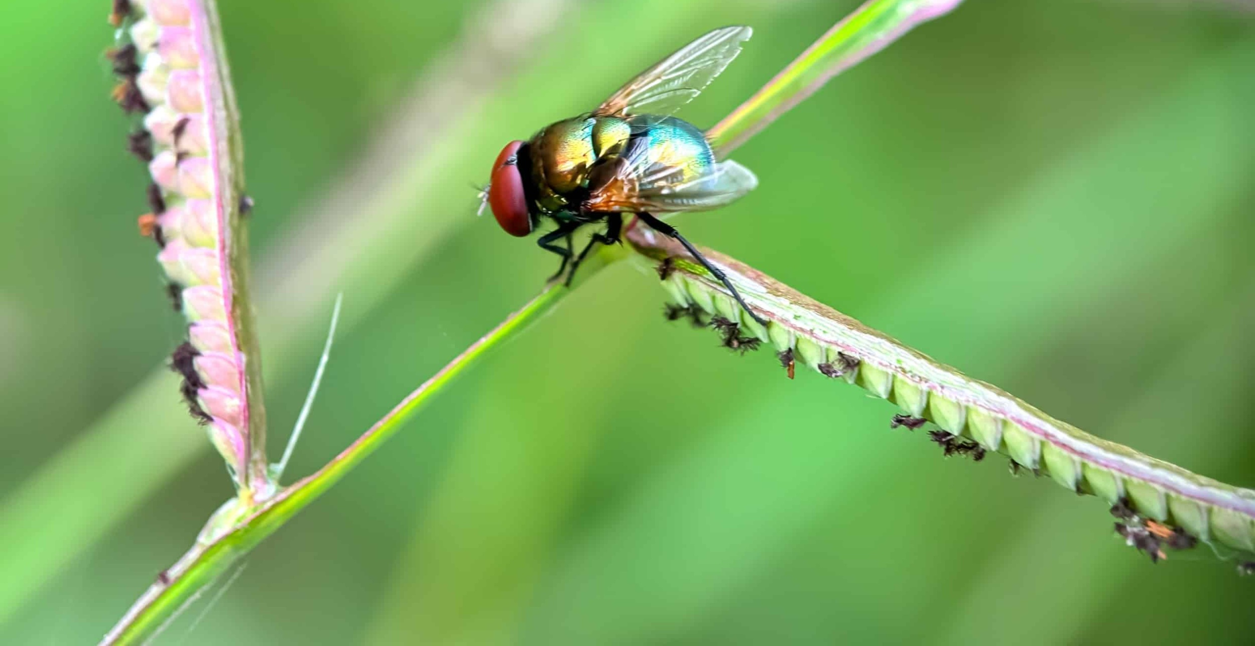 Closeup of the chrysomya fly