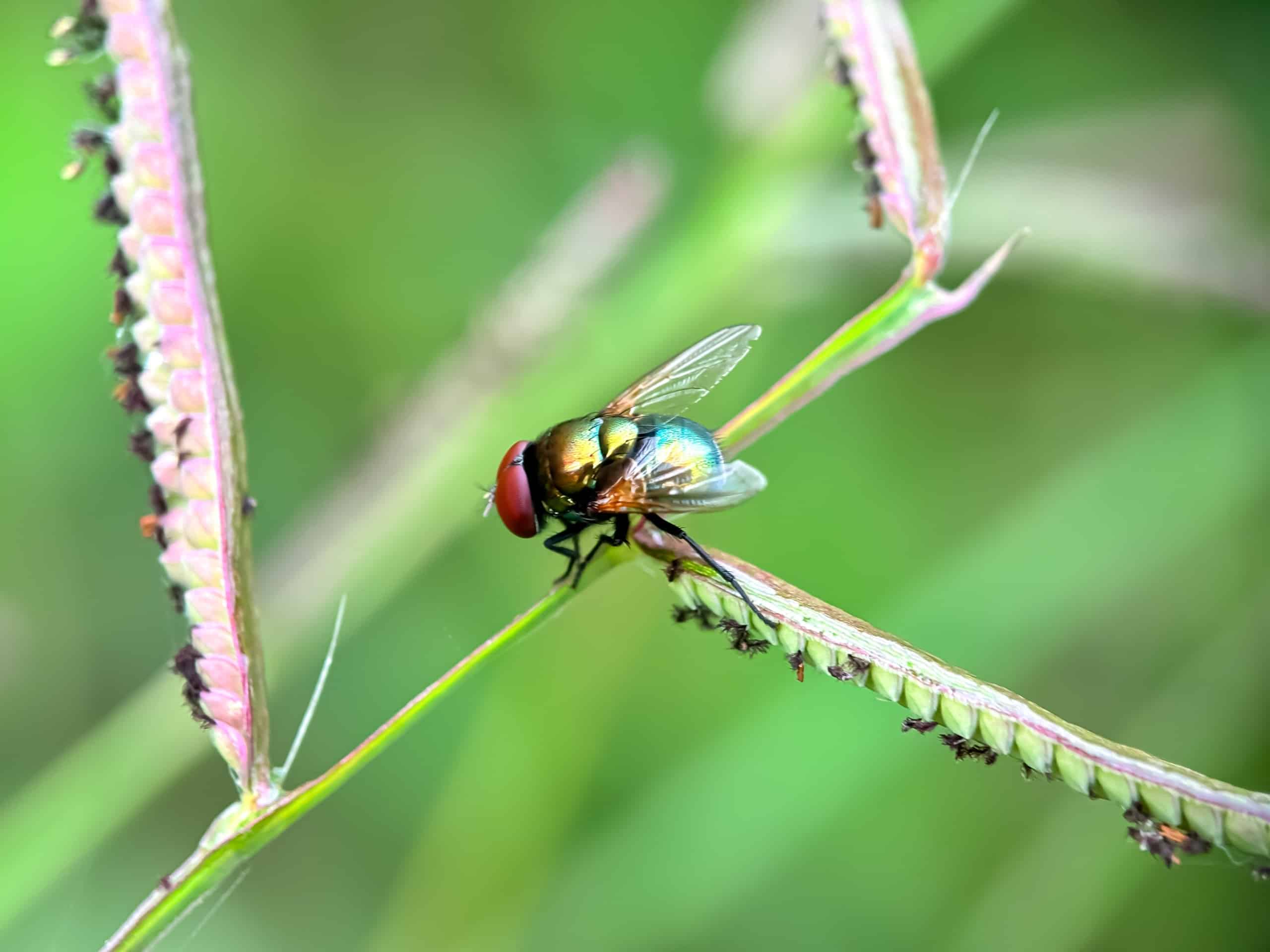 Closeup of the chrysomya fly