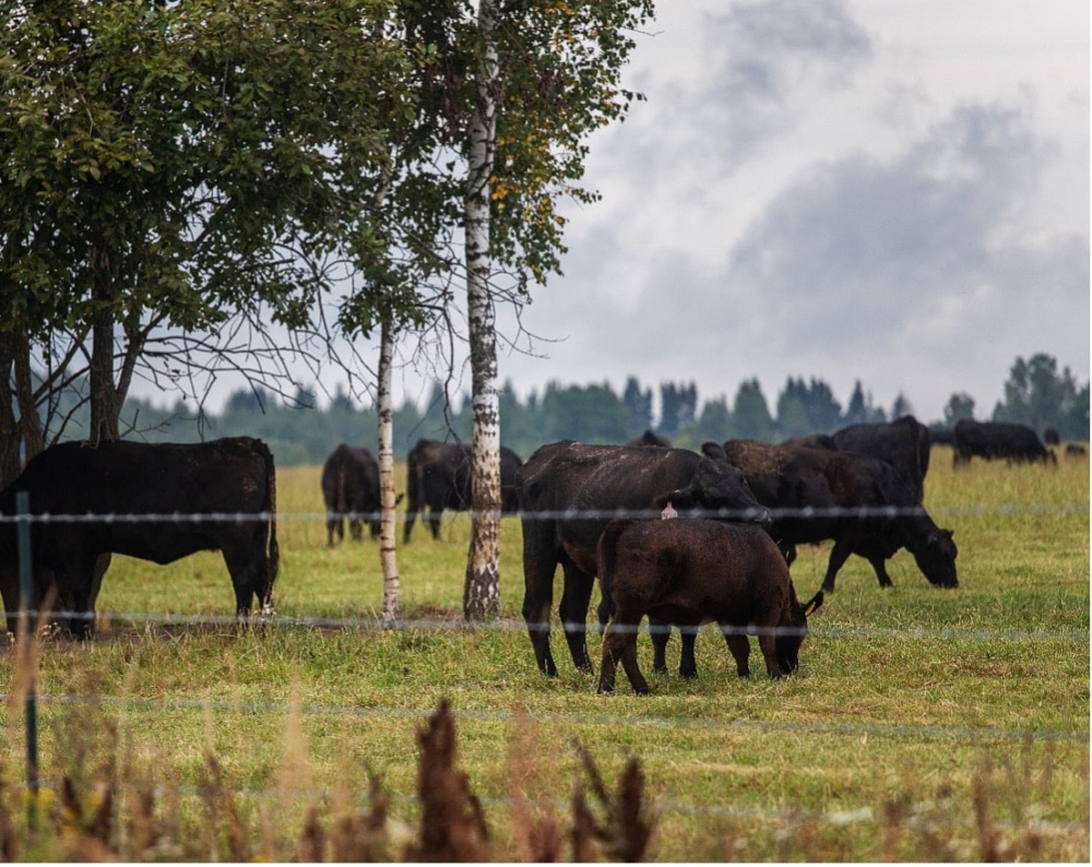 FFAR Rapid Funding to Protect Cattle from Asian Longhorned Tick