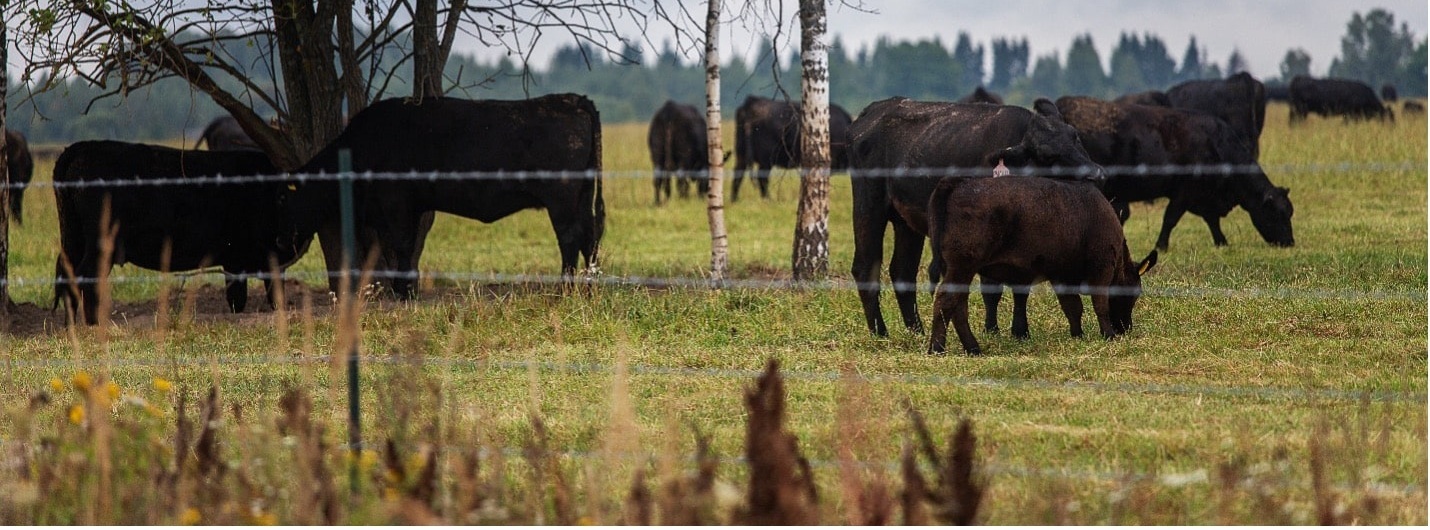 FFAR Rapid Funding to Protect Cattle from Asian Longhorned Tick