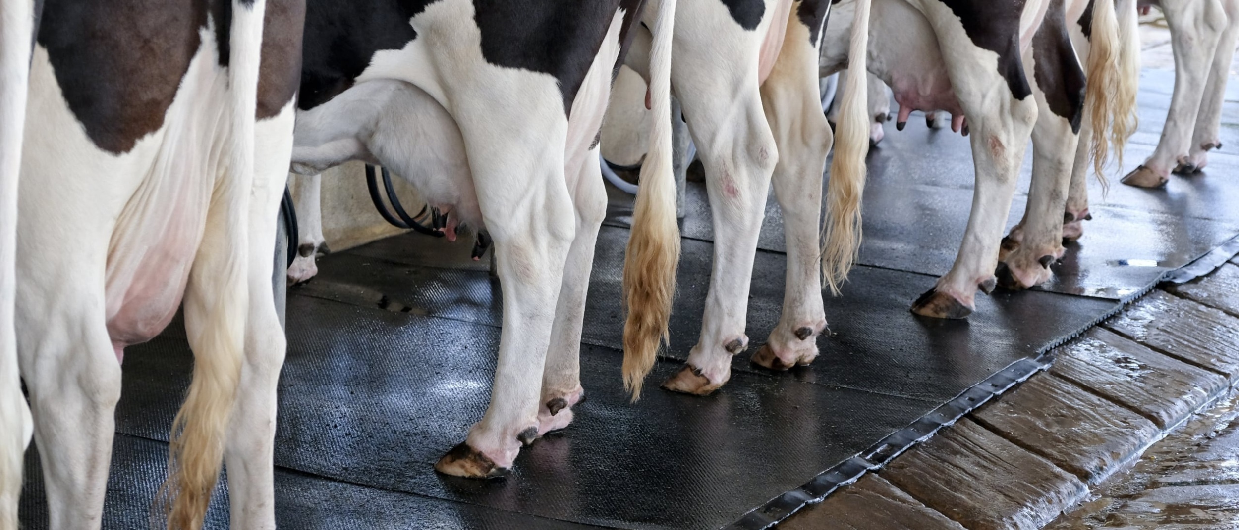 rear view of a row of black-and-white cows standing next to each other on rubber mats