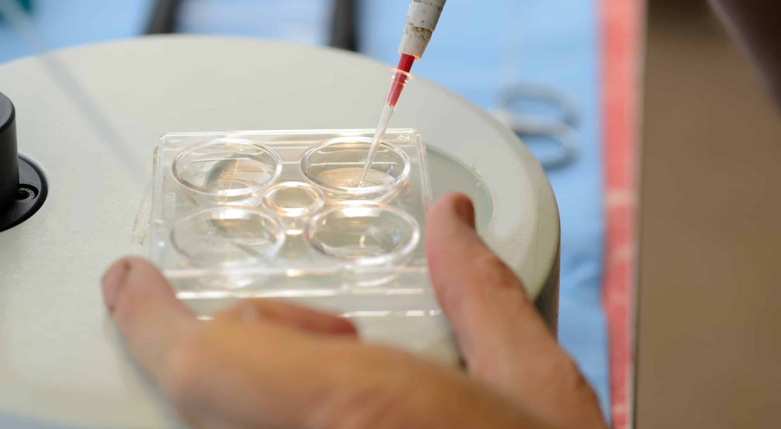 In vitro embryo production
