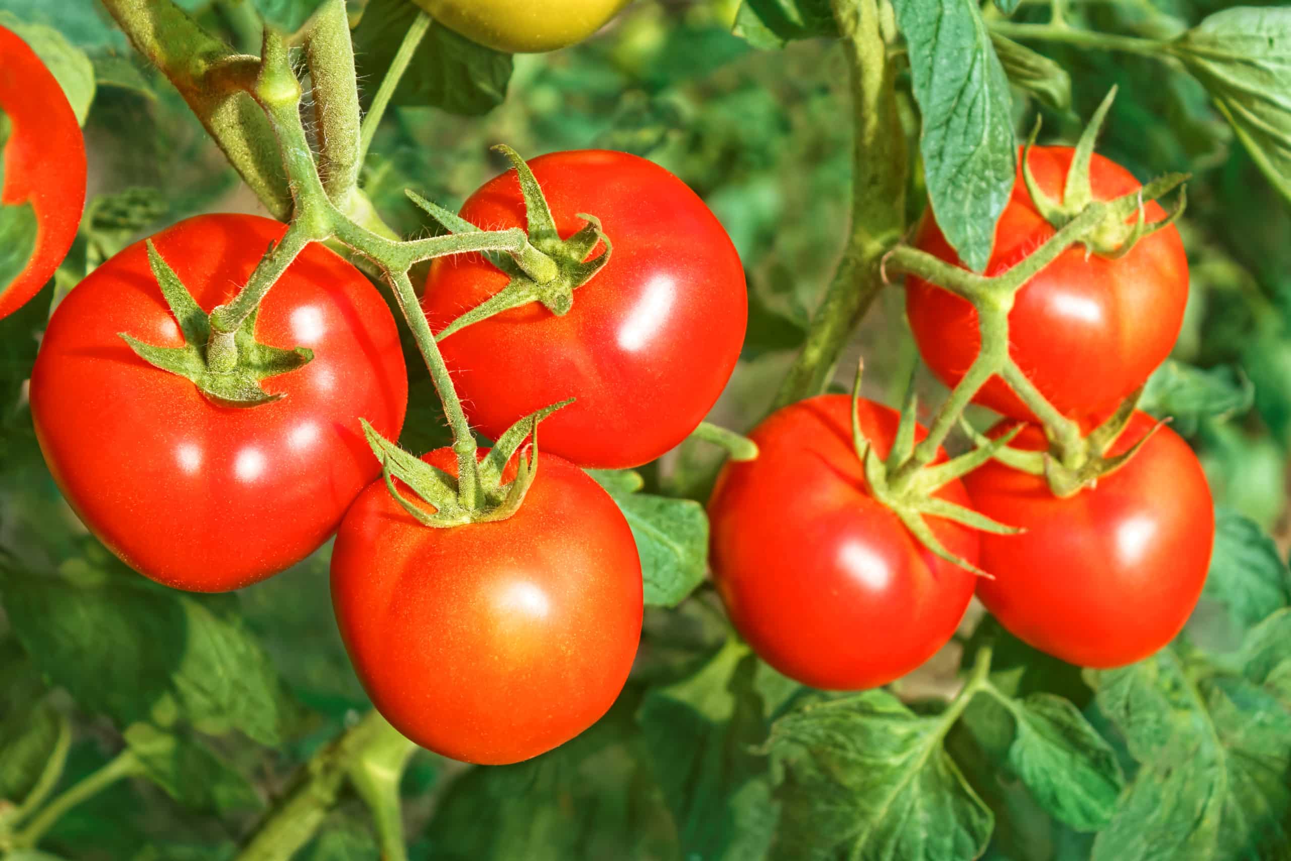 Healthy tomatoes on a vine